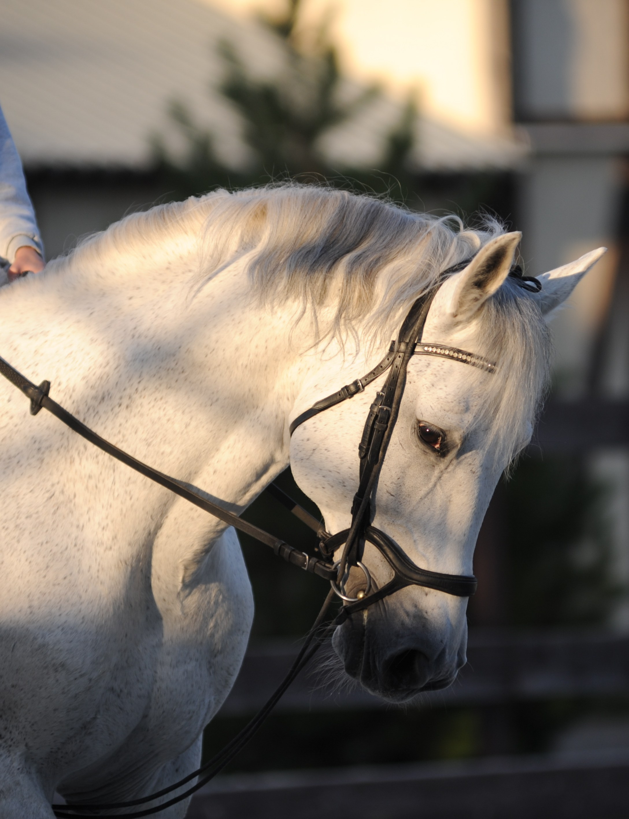 Конкур в конном клубе, репортаж Москва. Фотограф, визажист. Москва