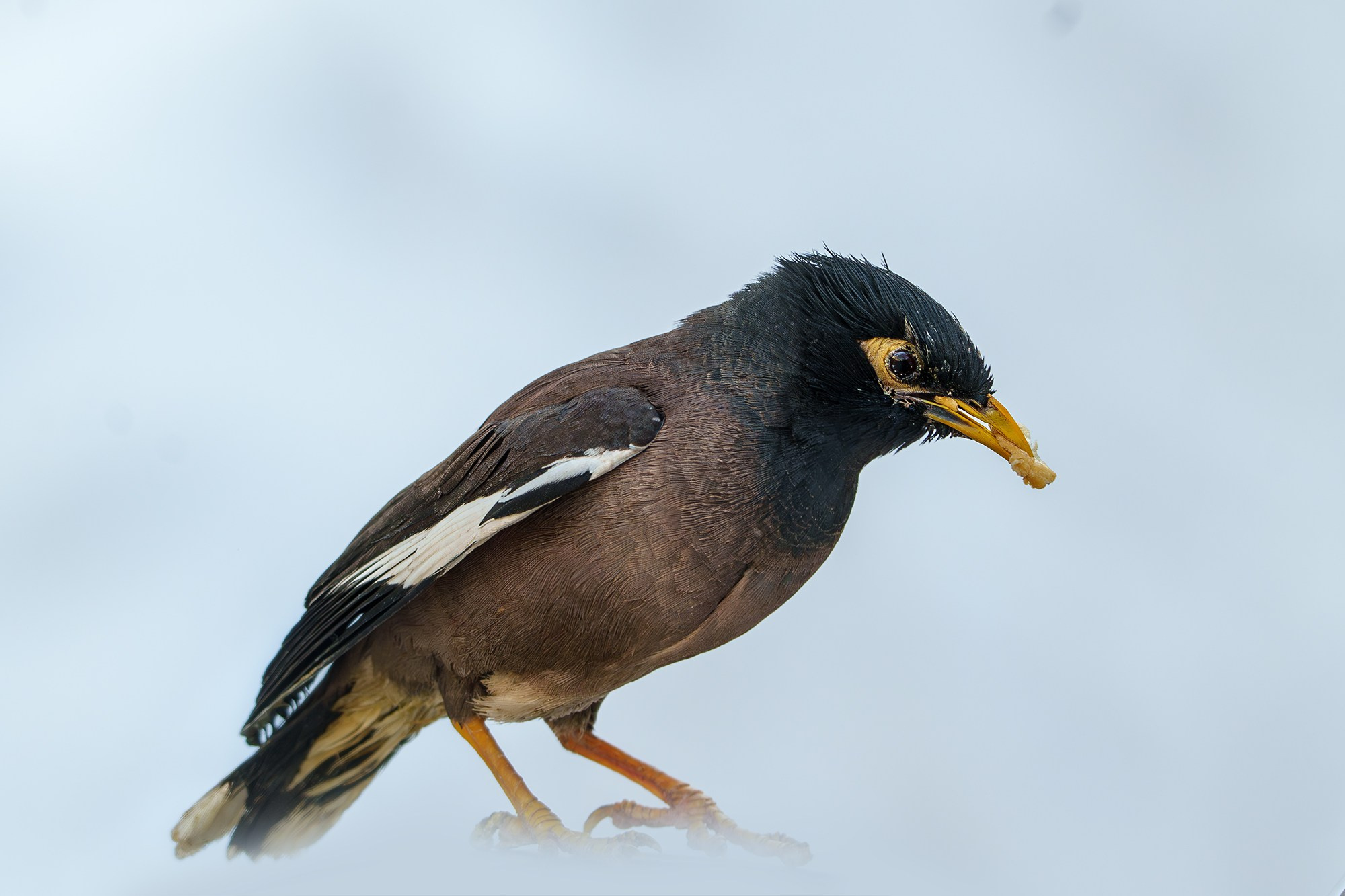 Удивительные мир птиц. Вокруг нас столько прекрасного — присмотритесь!. Ваш личный фотограф Марина Волкова