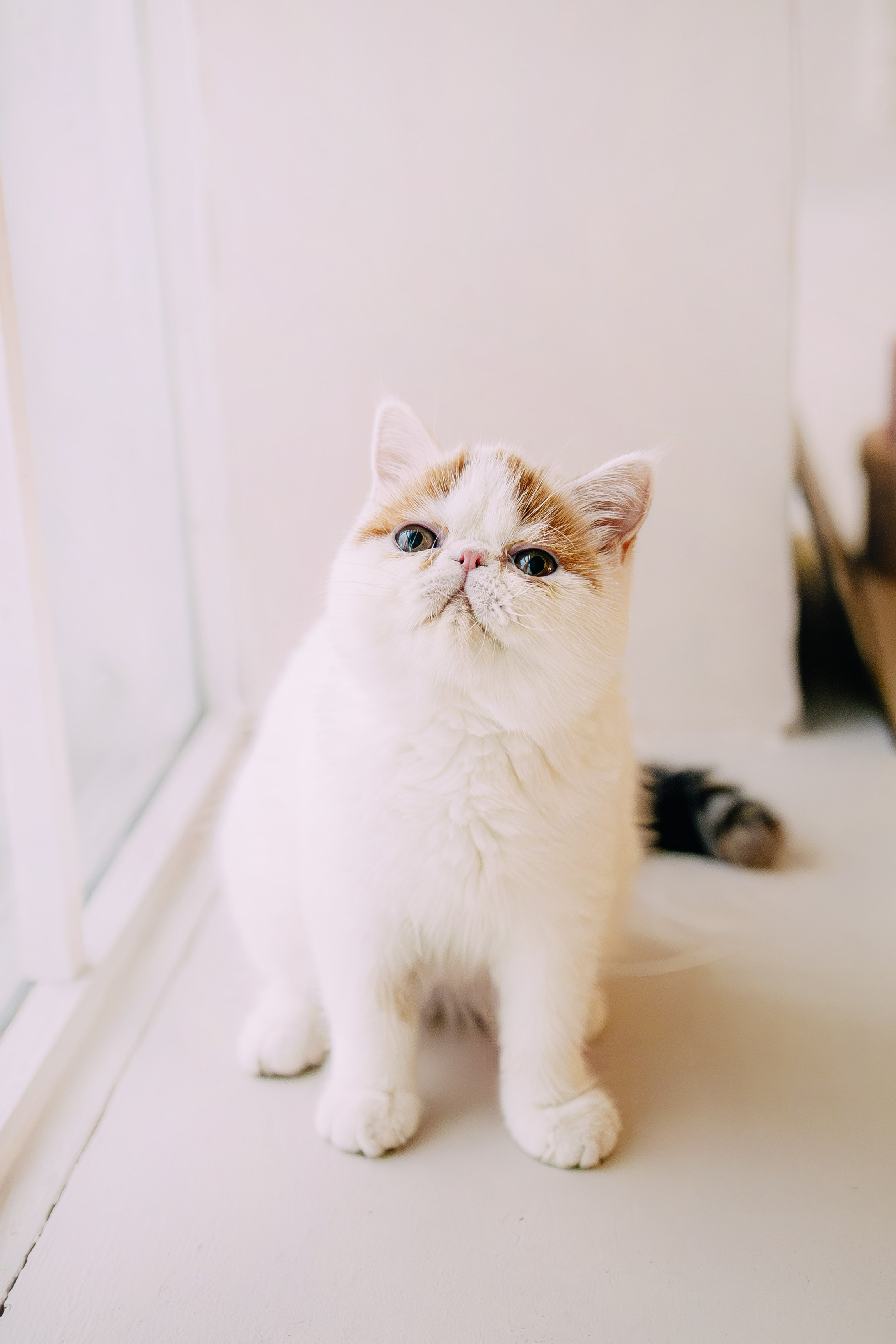 Султан, Мэй Мэй и Шанталь и их семья