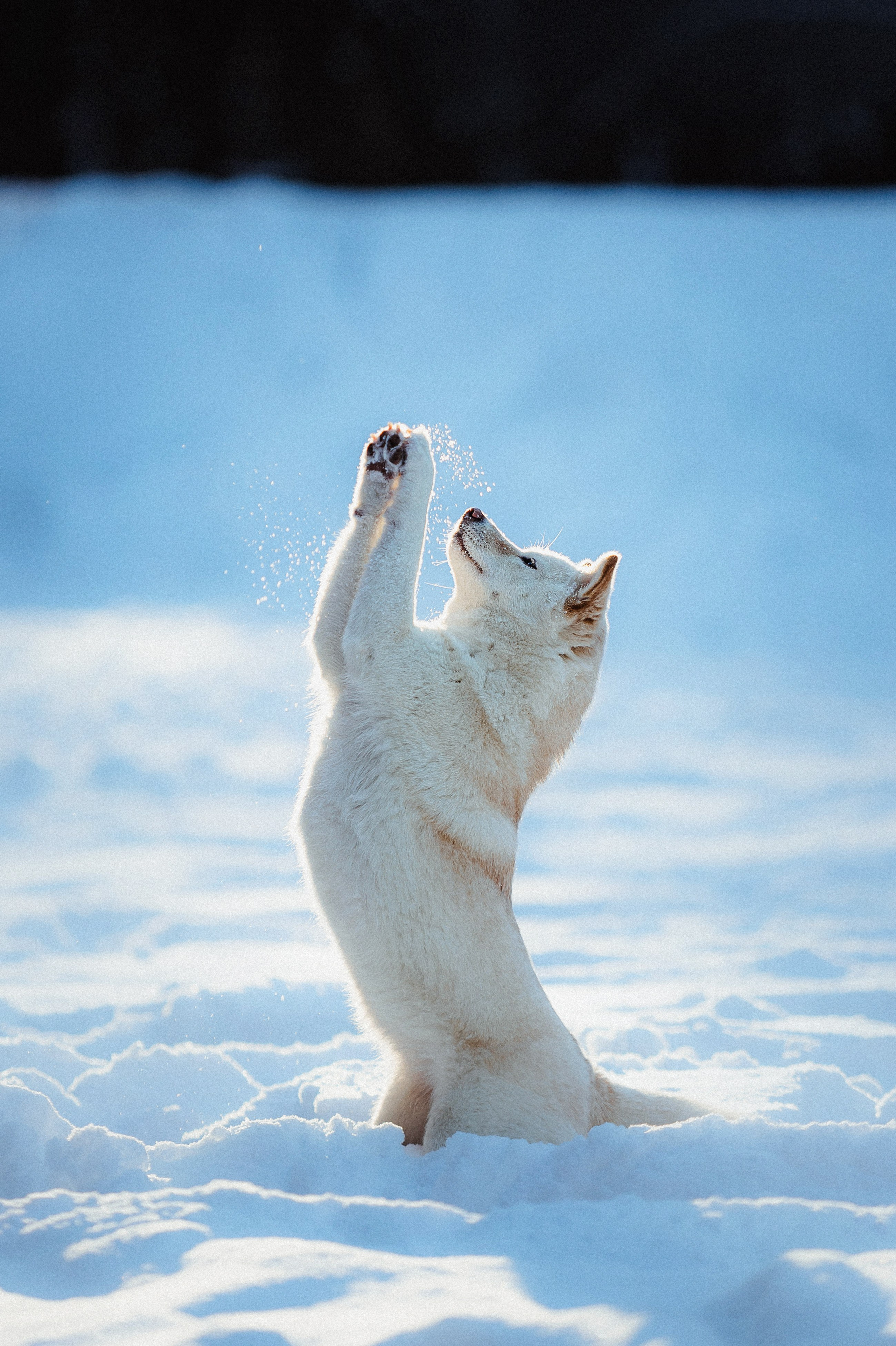 Шед, Цири и Ира