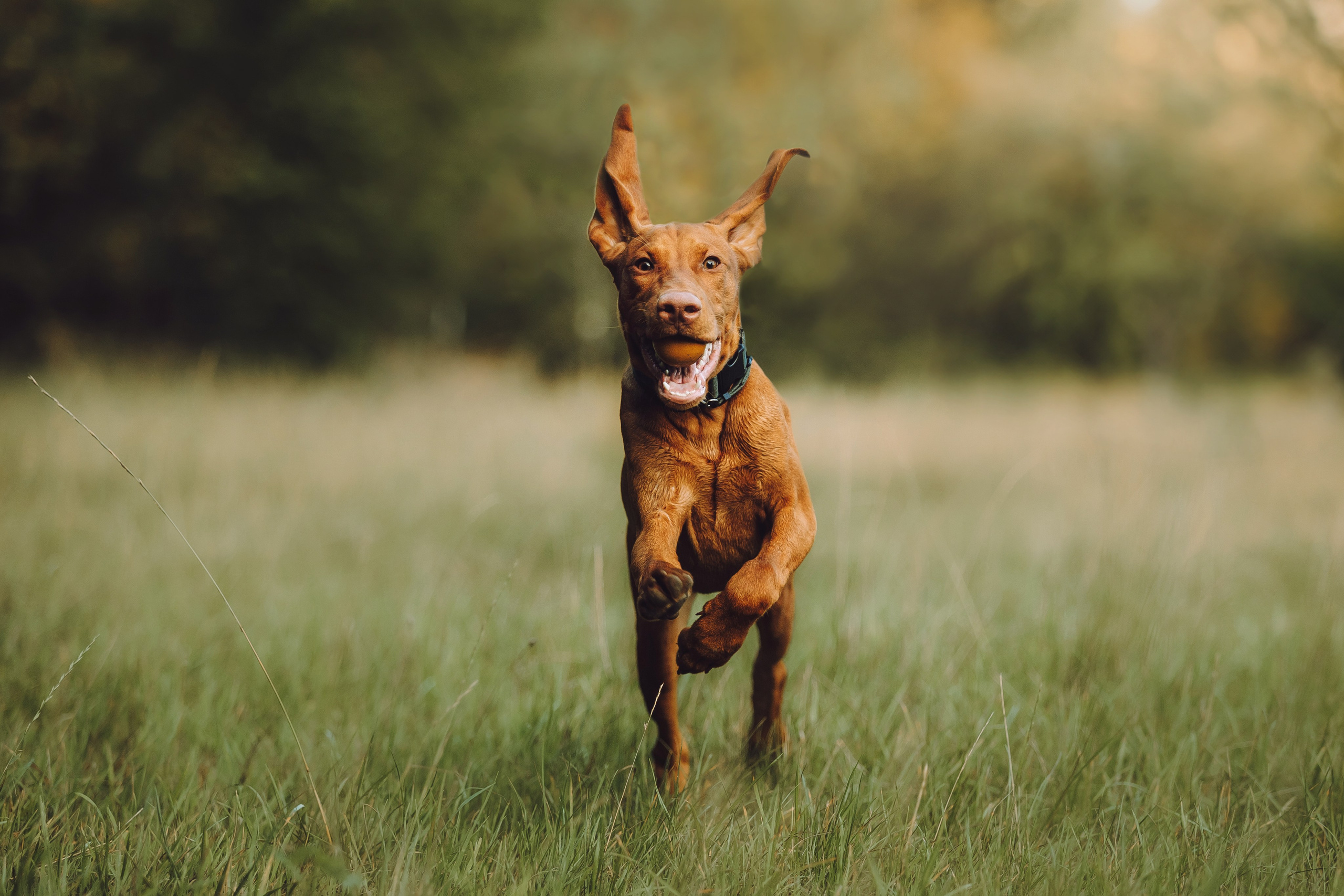 Как я выбираю, на какой объектив снимать животных?