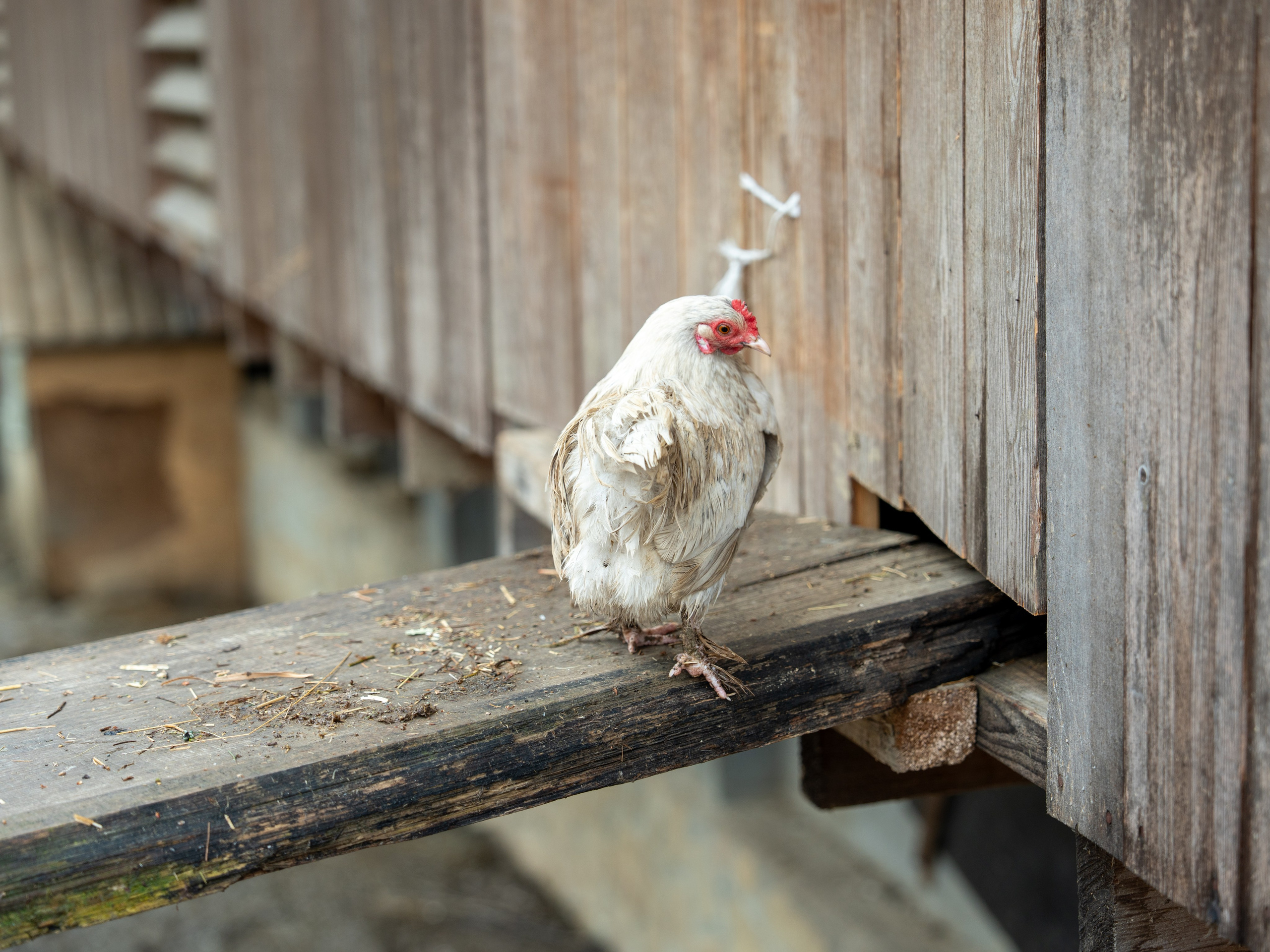 MICE мероприятие на ферме Экзархо. Репортажный фотограф в Красной Поляне и Сочи Павлюченко Екатерина