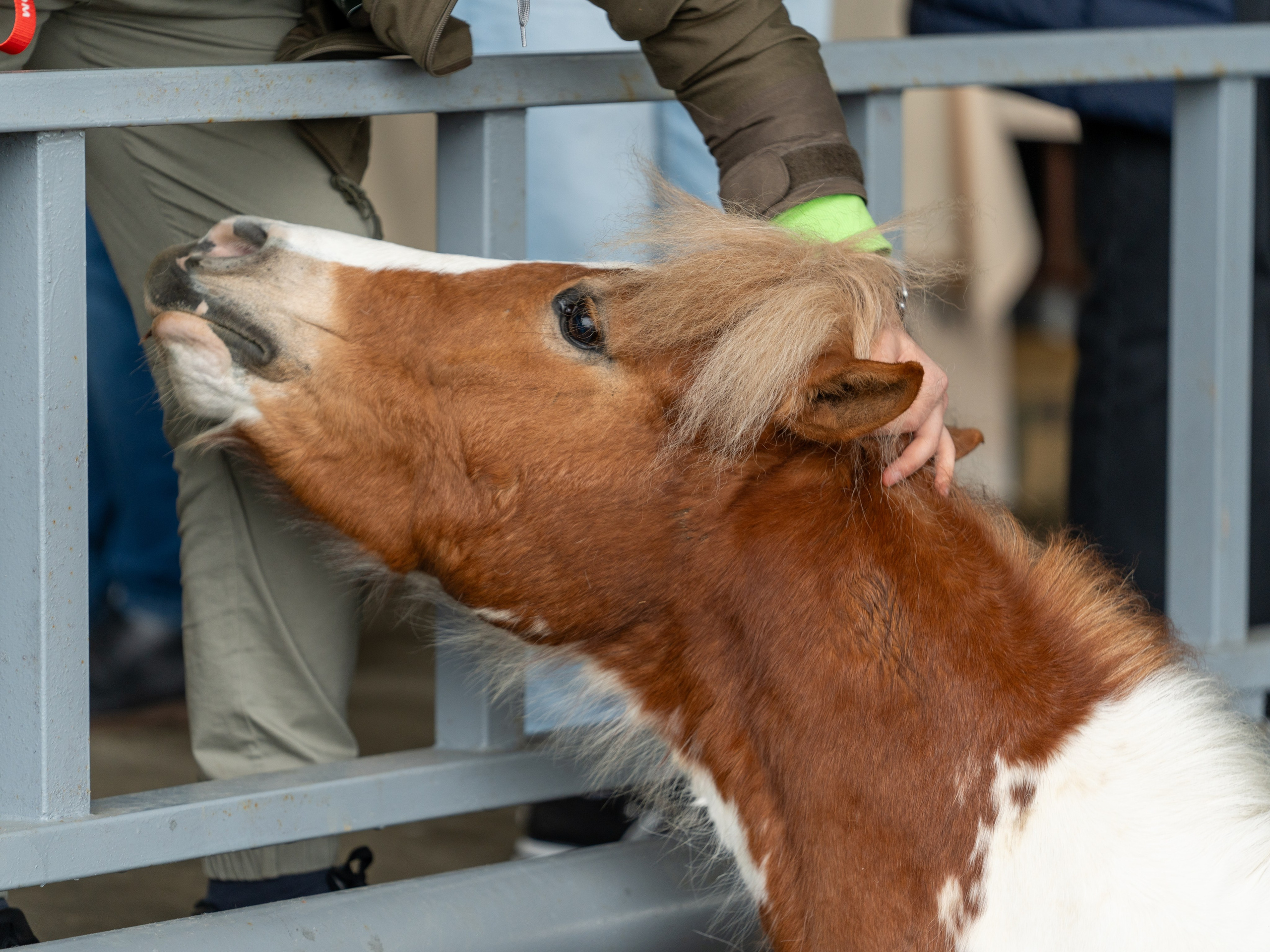 MICE мероприятие на ферме Экзархо. Репортажный фотограф в Красной Поляне и Сочи Павлюченко Екатерина