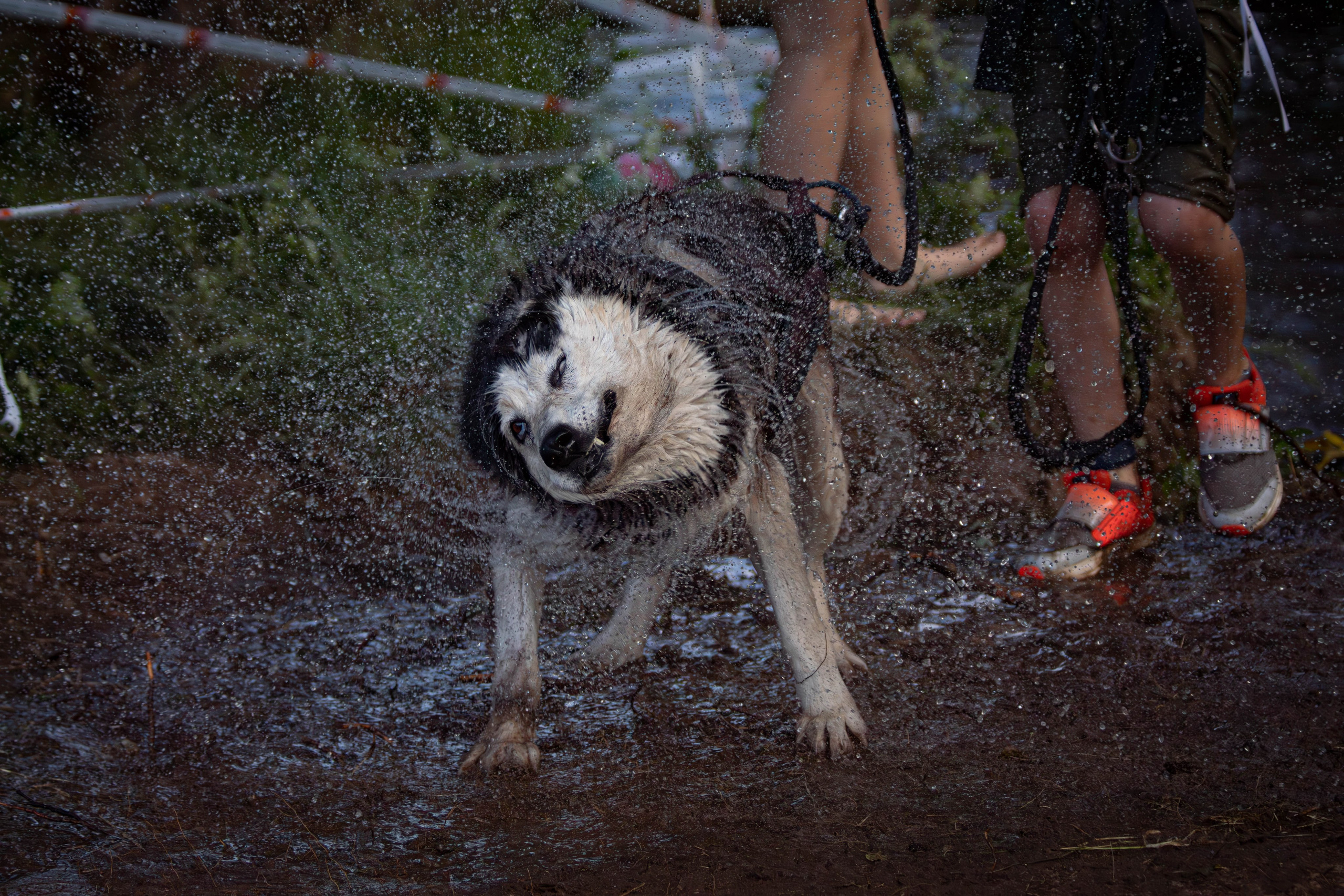 Хвостатый Драйв 2024. Фотограф анималист — Тула, Москва