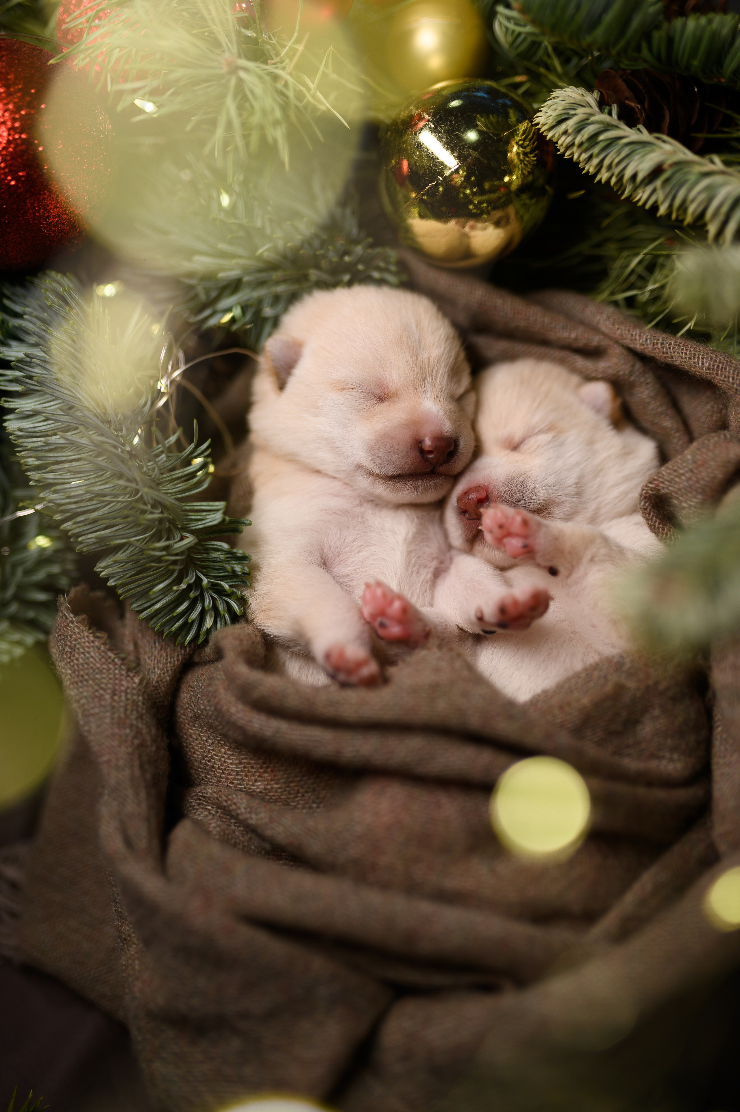 Мамесиба. Фотограф анималист в Москве Ольга Агушева