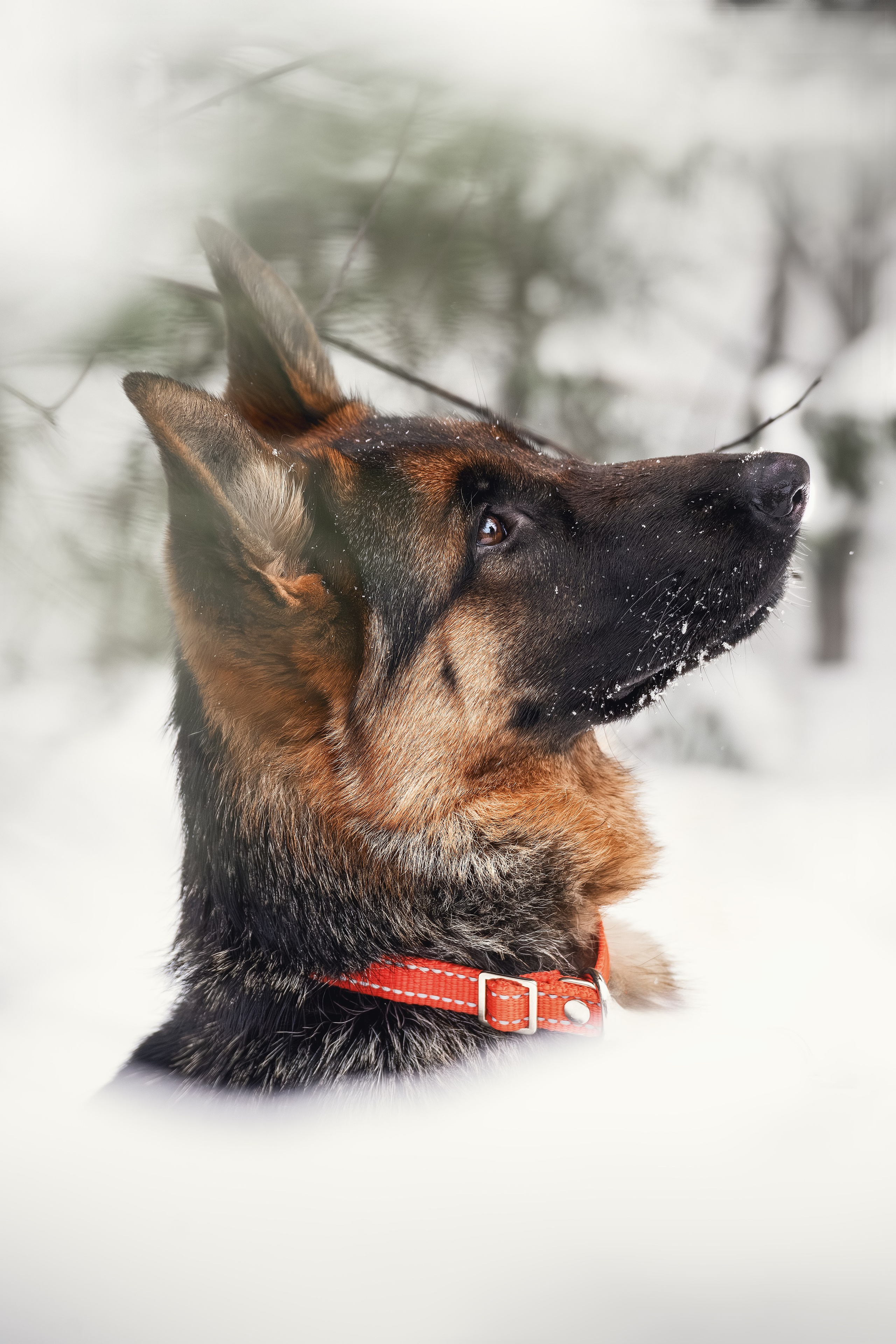 Собаки. Фотограф-анималист Нижний Новгород