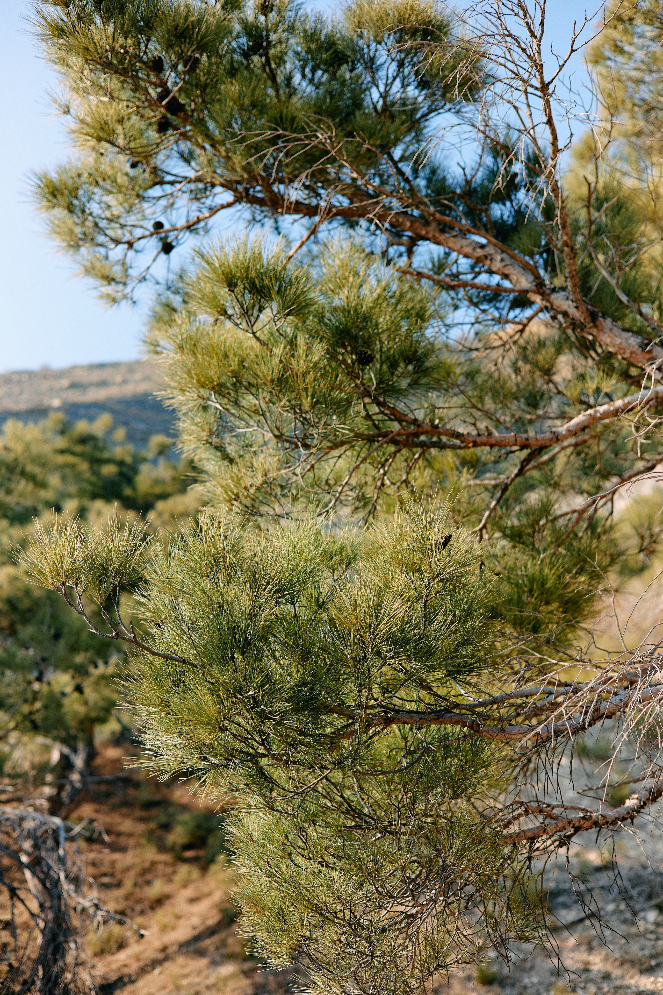 Юг России. Профессиональный Фотограф во Владимире, в Москве и в Суздале — Полина Романычева
