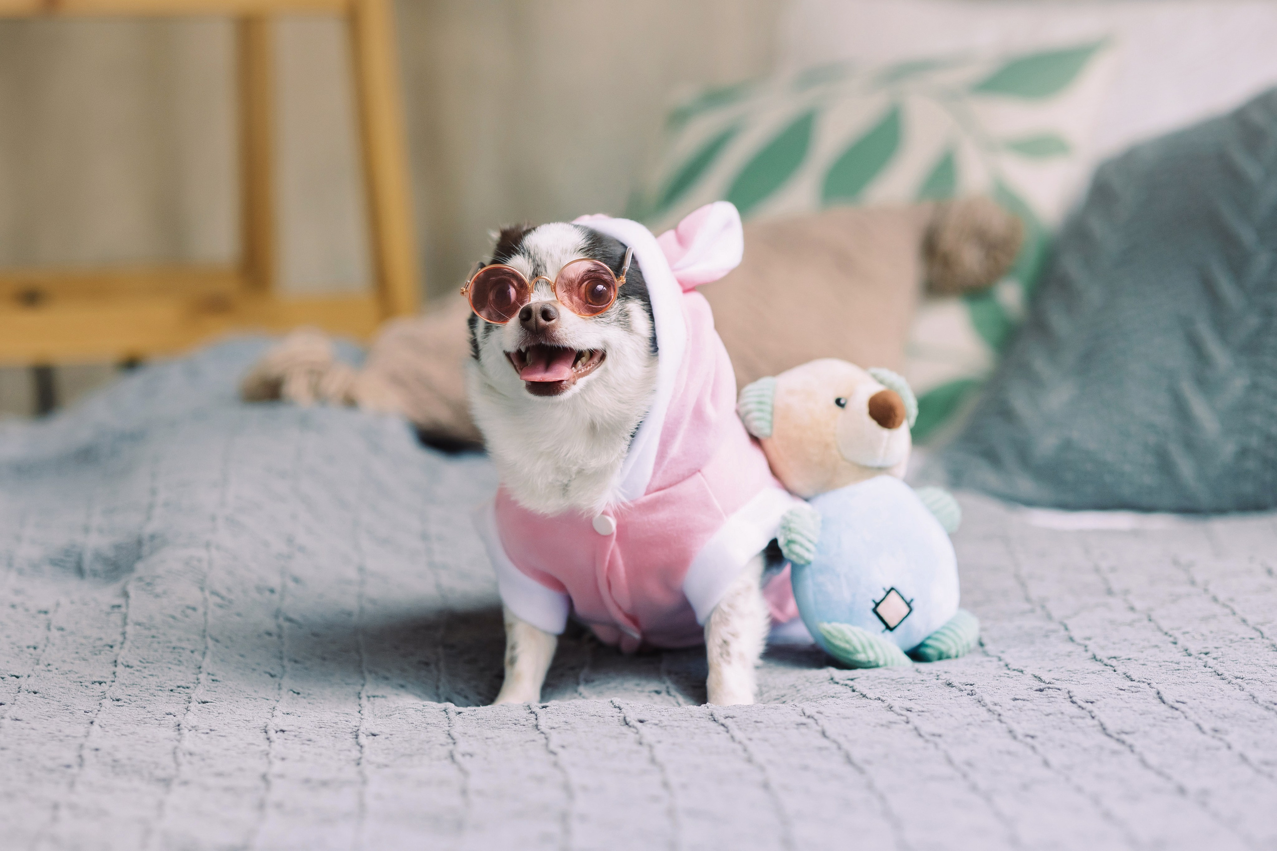 Магазин Friend of mine. Фотограф-анималист Елена Радченко, Москва