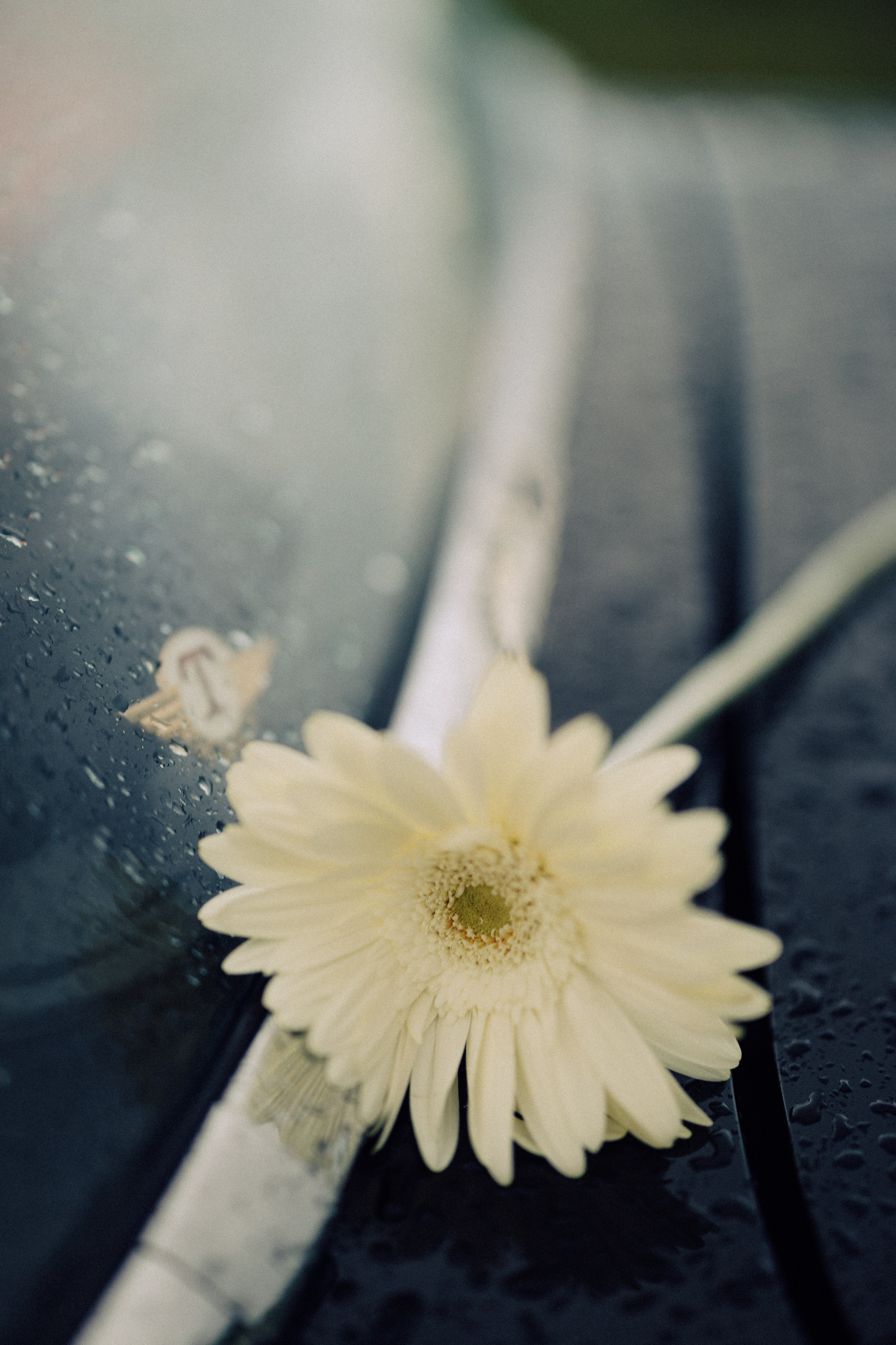 Ваня и Тоня. Daria Chigintseva Photographer