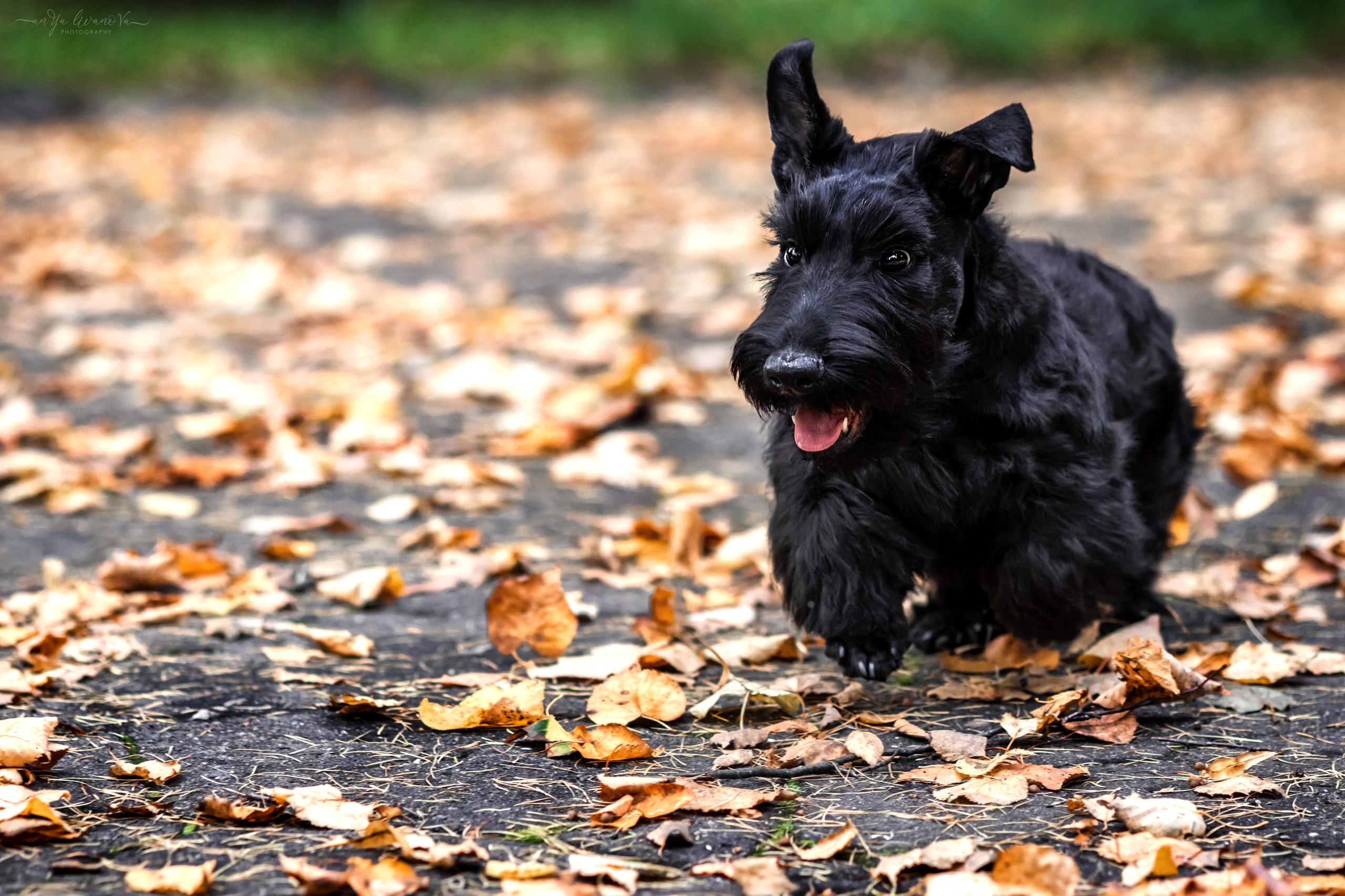 Скотчики Аврора и Амира. Фотограф анималист Аня Ливанова | Рыбинск