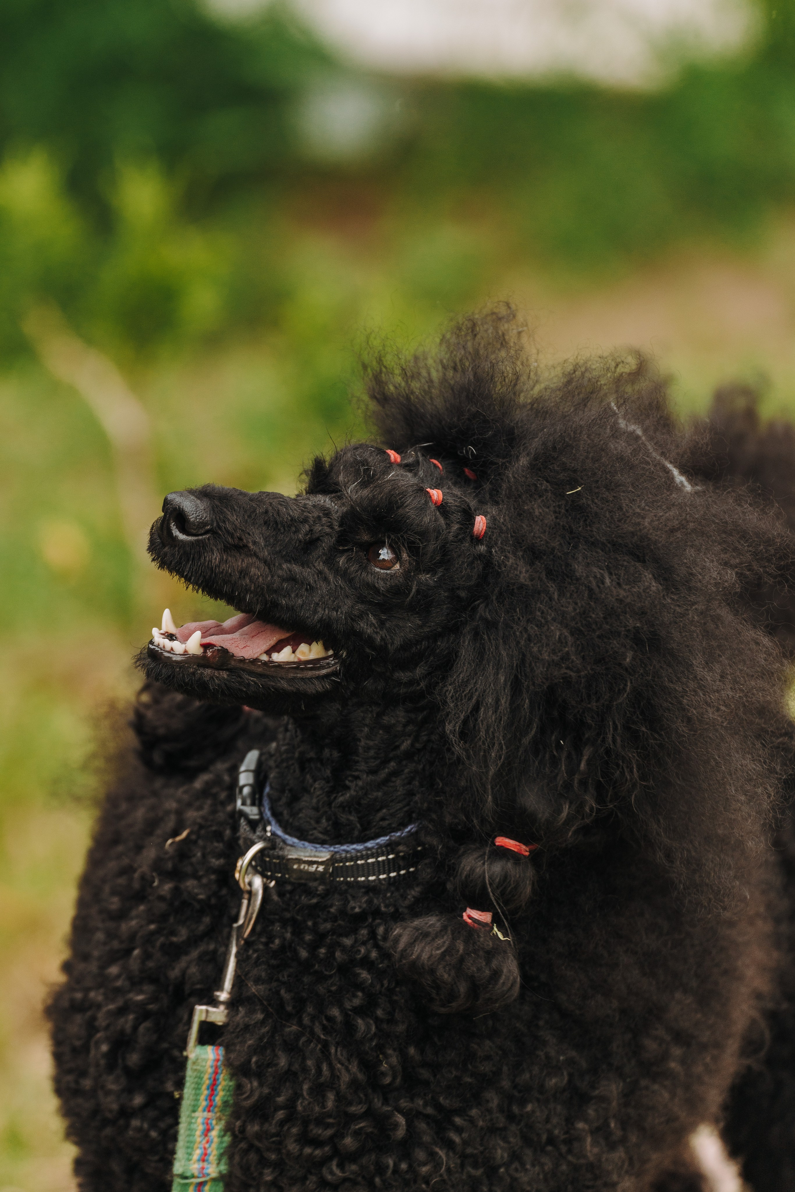 Соревнования по ноузворку. Фотограф анималист в Спб недорого Олеся Майорова