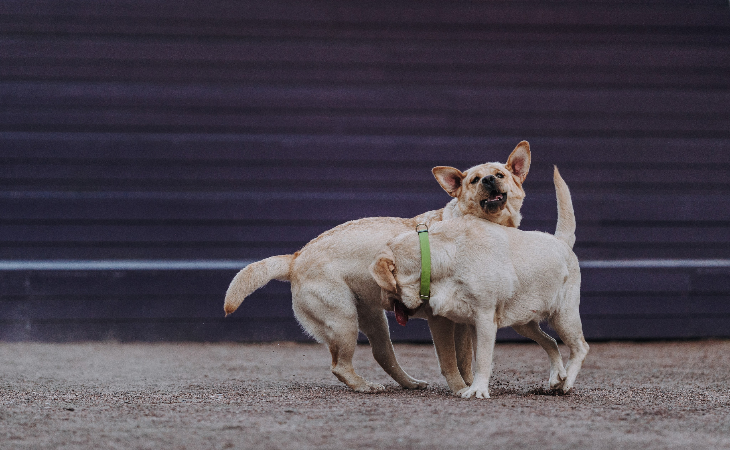 Фотосъёмка с вашими питомцами. Фотограф анималист в Спб недорого Олеся Майорова