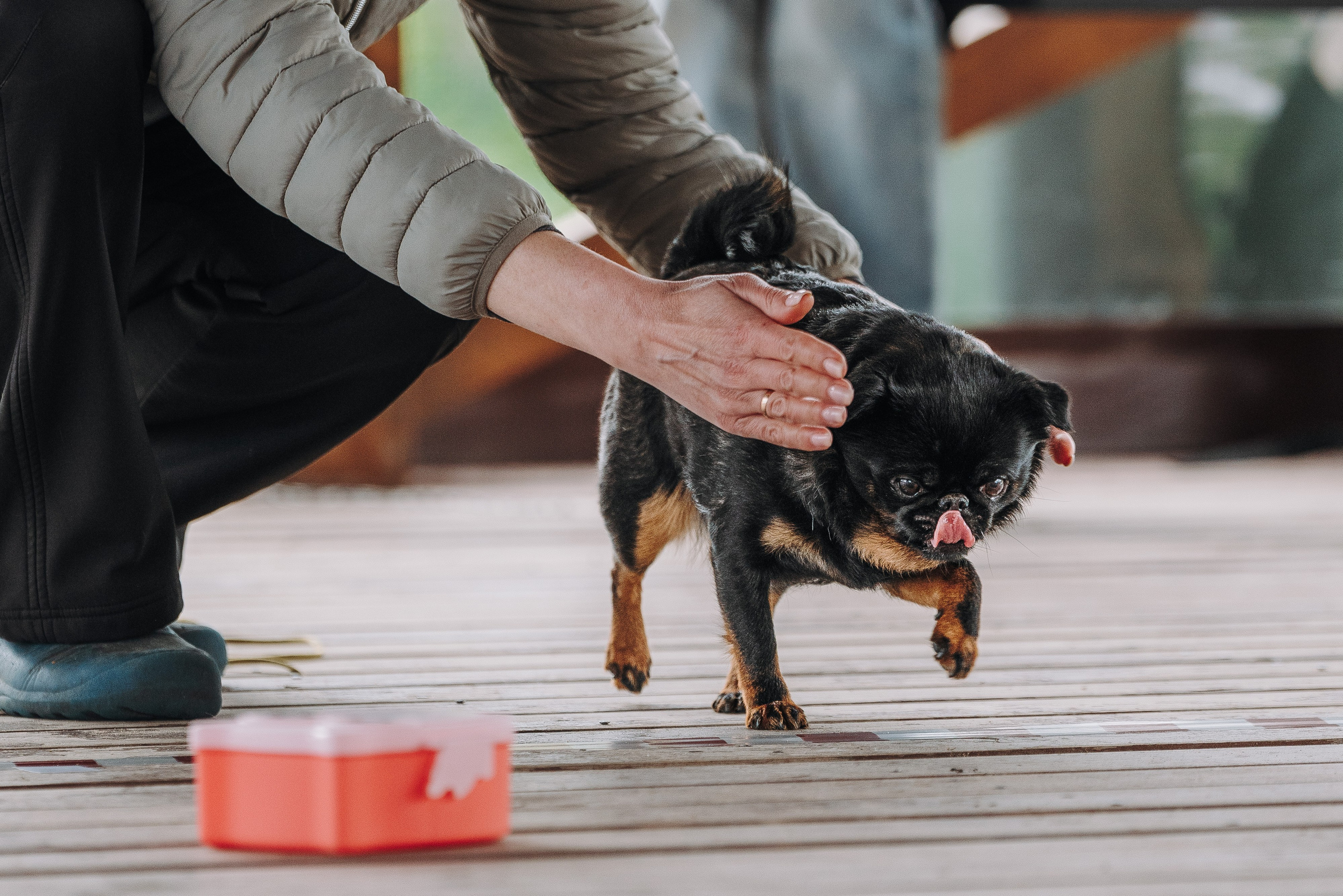 Соревнования по ноузворку в Лосево. Фотограф анималист в Спб недорого Олеся Майорова