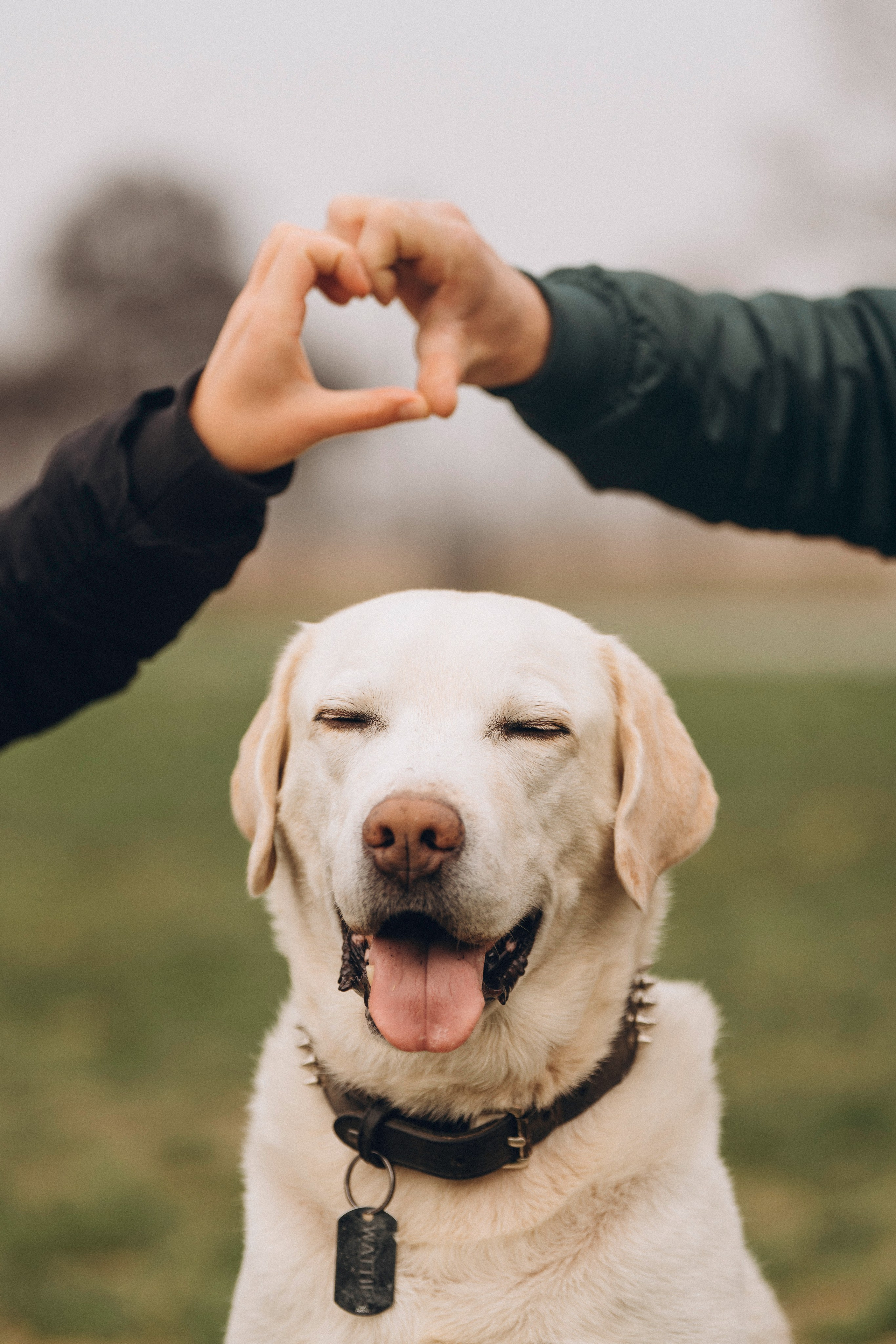 Вати, Лена и Леван. Фотограф анималист в Спб недорого Олеся Майорова