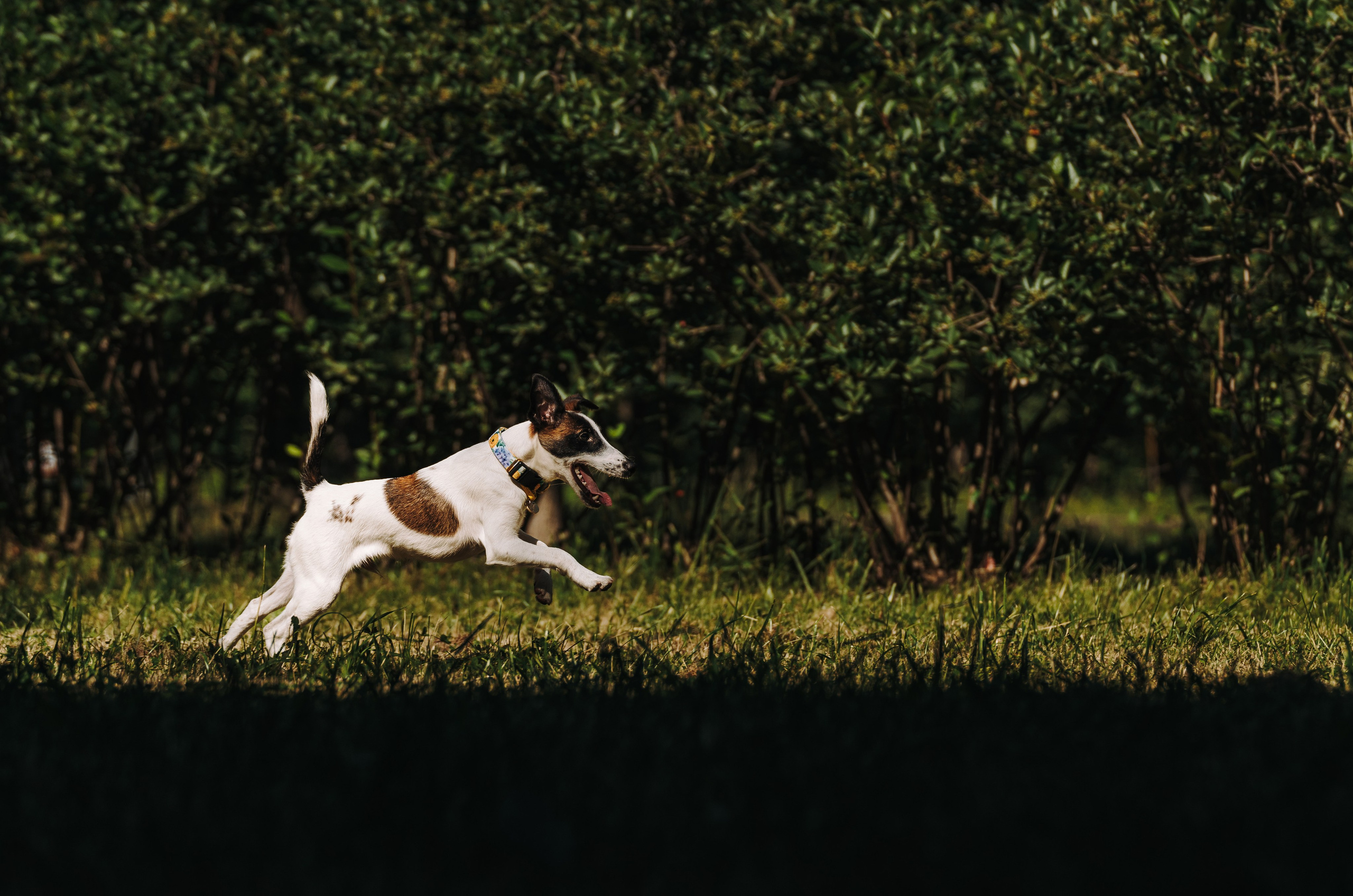 Ксения и Перри. Фотограф анималист в Спб недорого Олеся Майорова