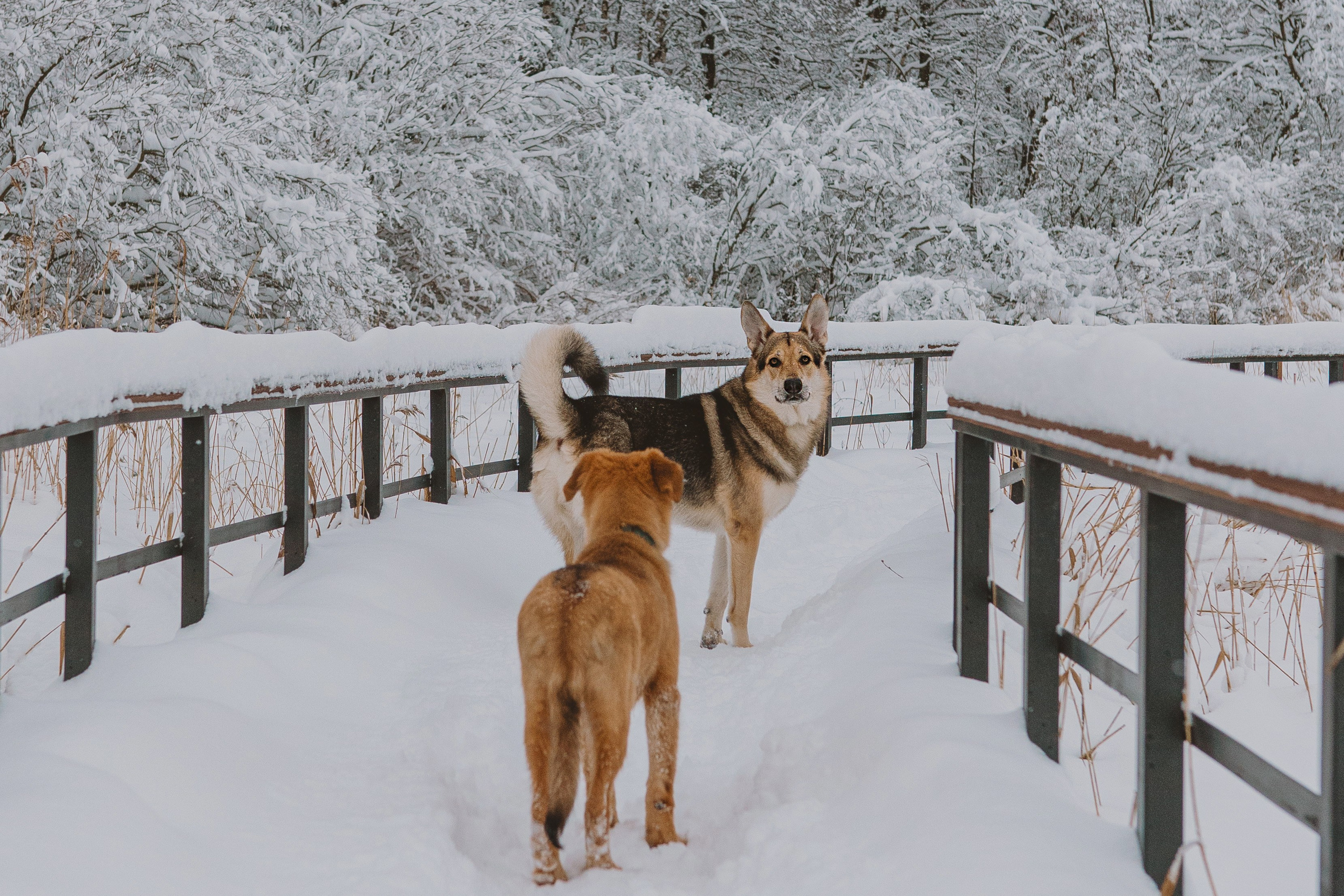 Фотосессия с питомцами на природе. Фотограф анималист в Спб недорого Олеся Майорова
