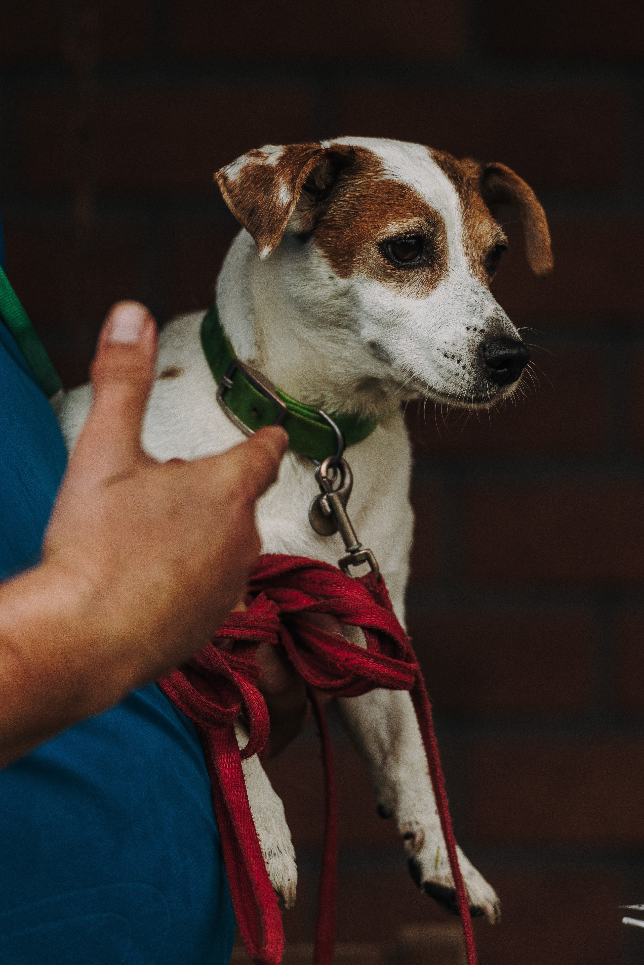 Соревнования по ноузворку в Новожилово. Фотограф анималист в Спб недорого Олеся Майорова