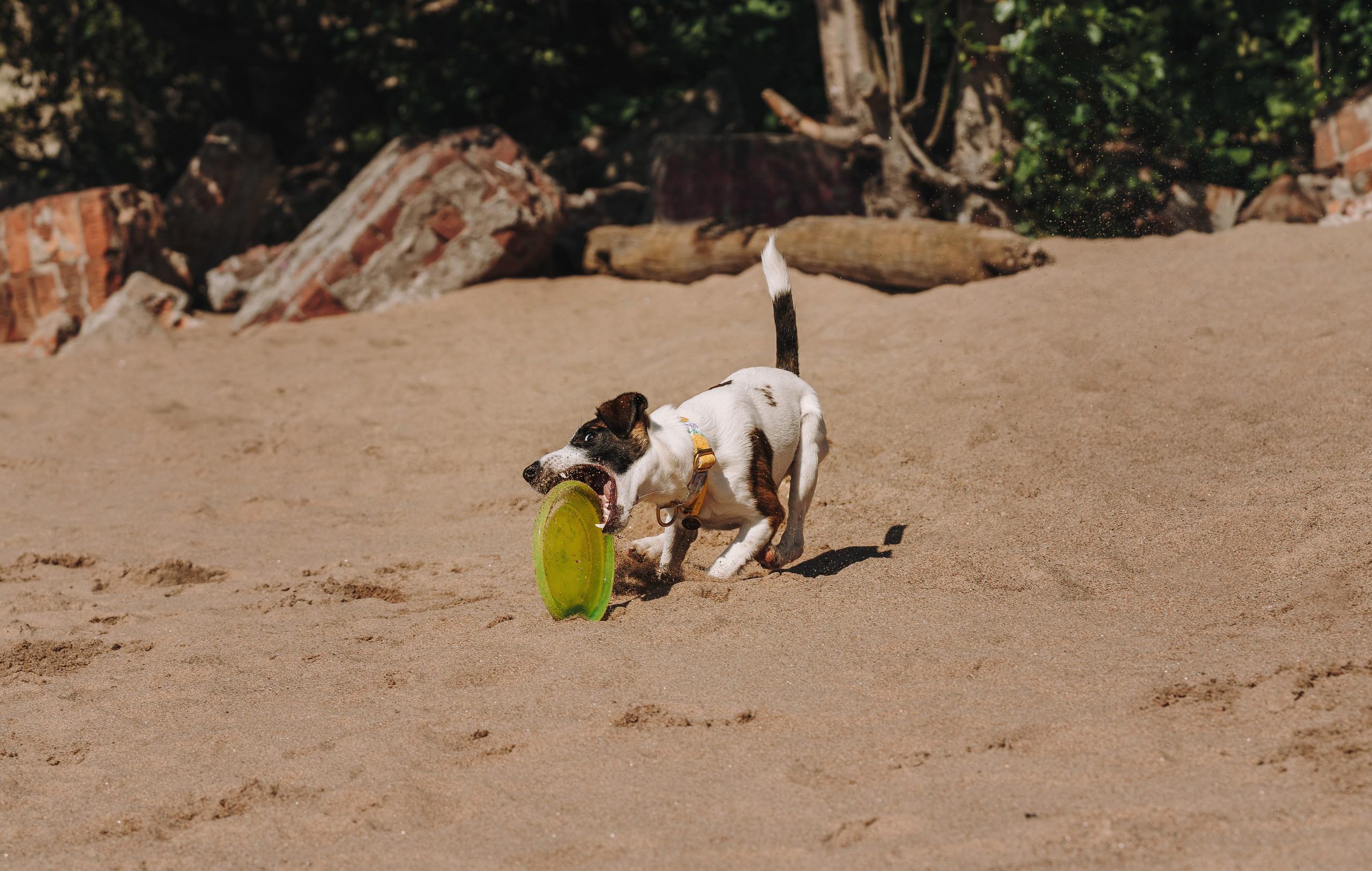 Ксения и Перри. Фотограф анималист в Спб недорого Олеся Майорова