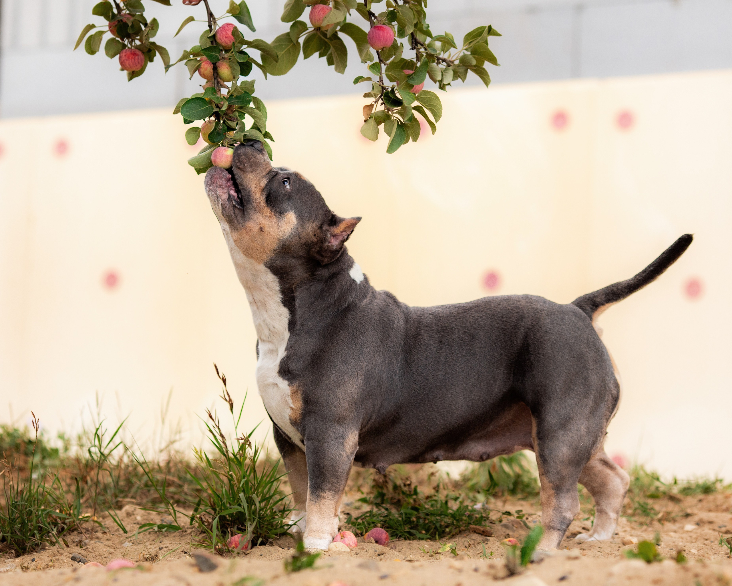 Наталья и булли. Фотограф Анималист в Перми Анастасия Остерман