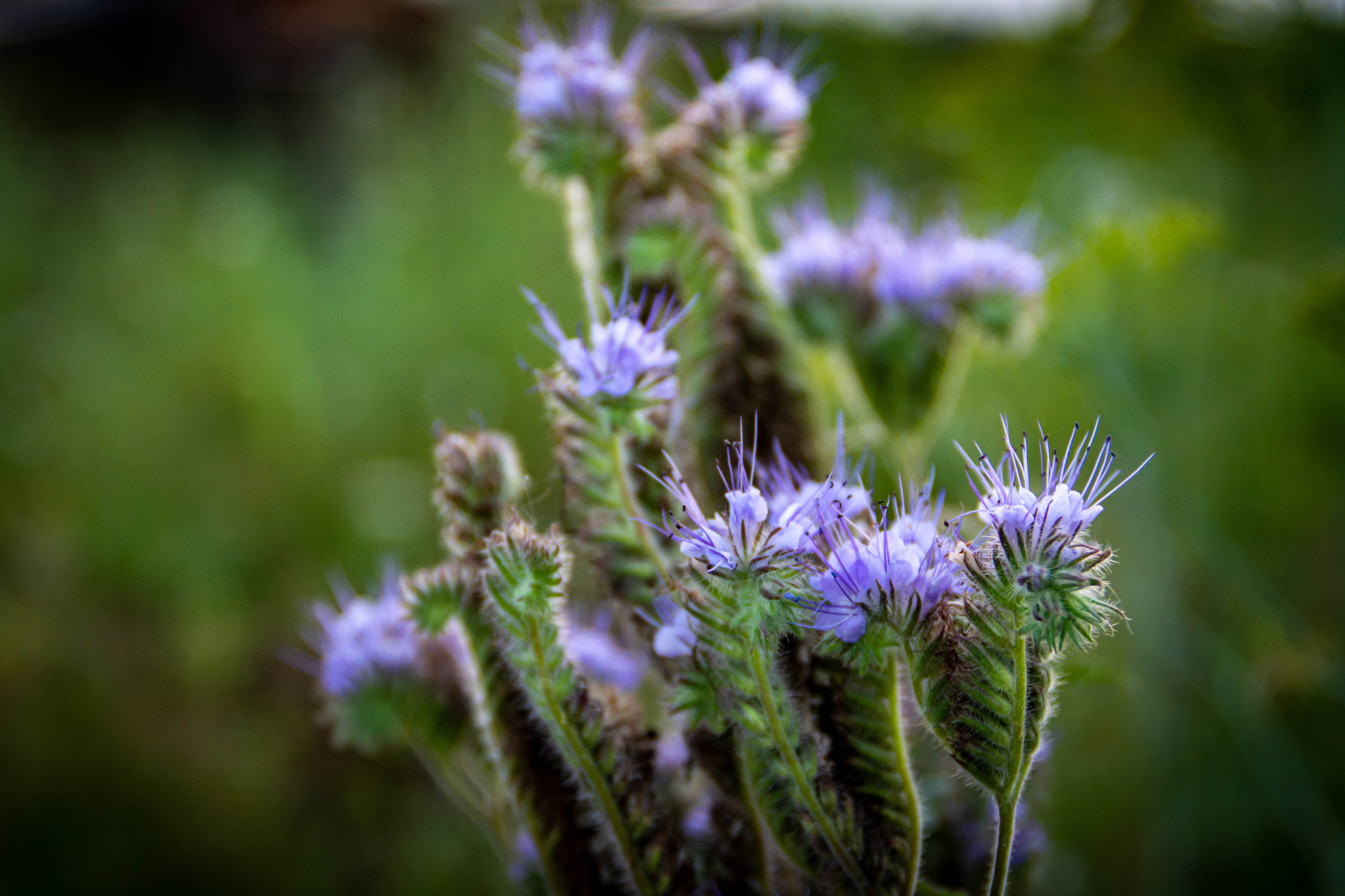 Природа в фотографии, взгляд на прекрасное через объектив фотоаппарата. Елена Волкова семейный фотограф в станице Гостагаевской города-курорта Анапа