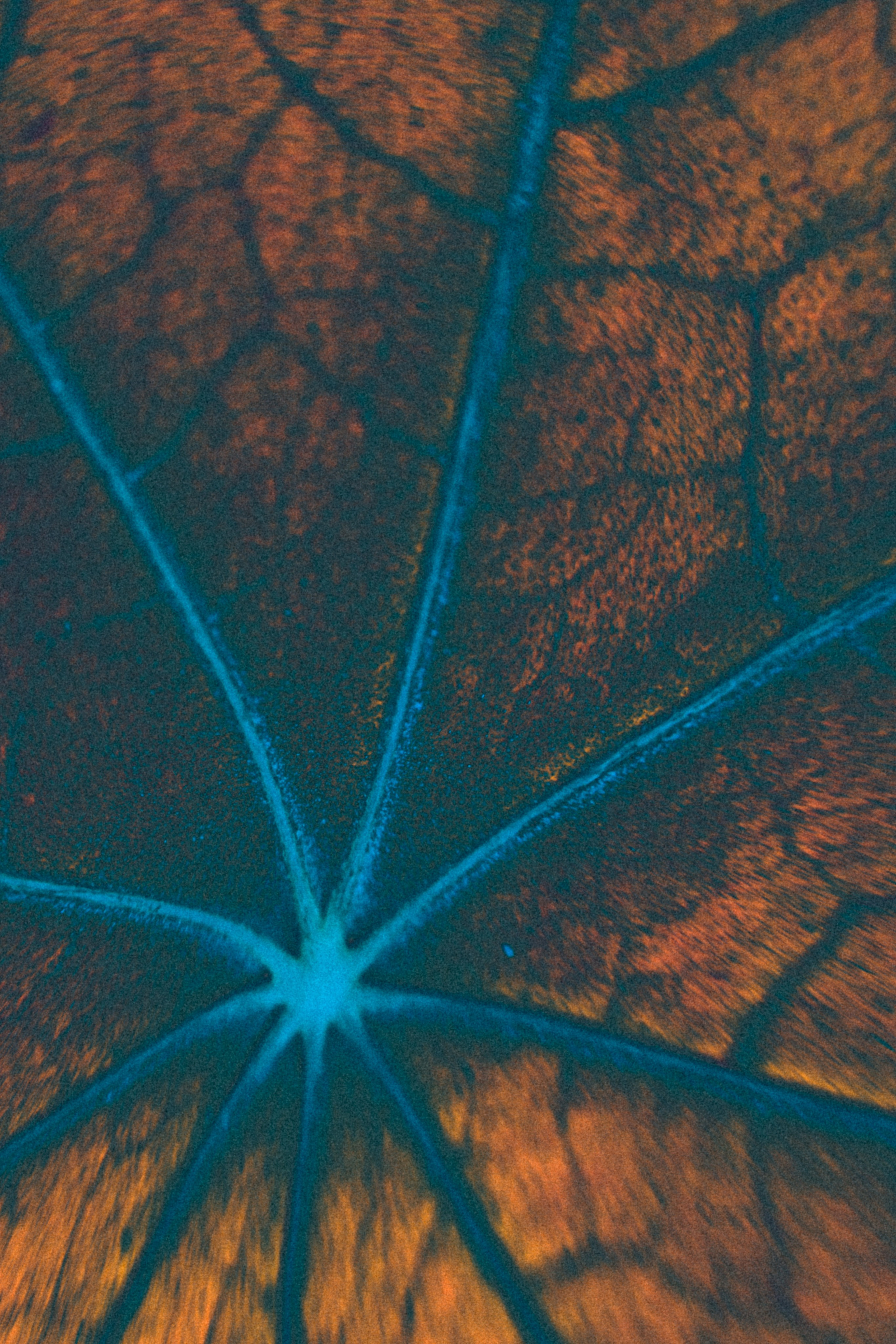 Хокку цветок 