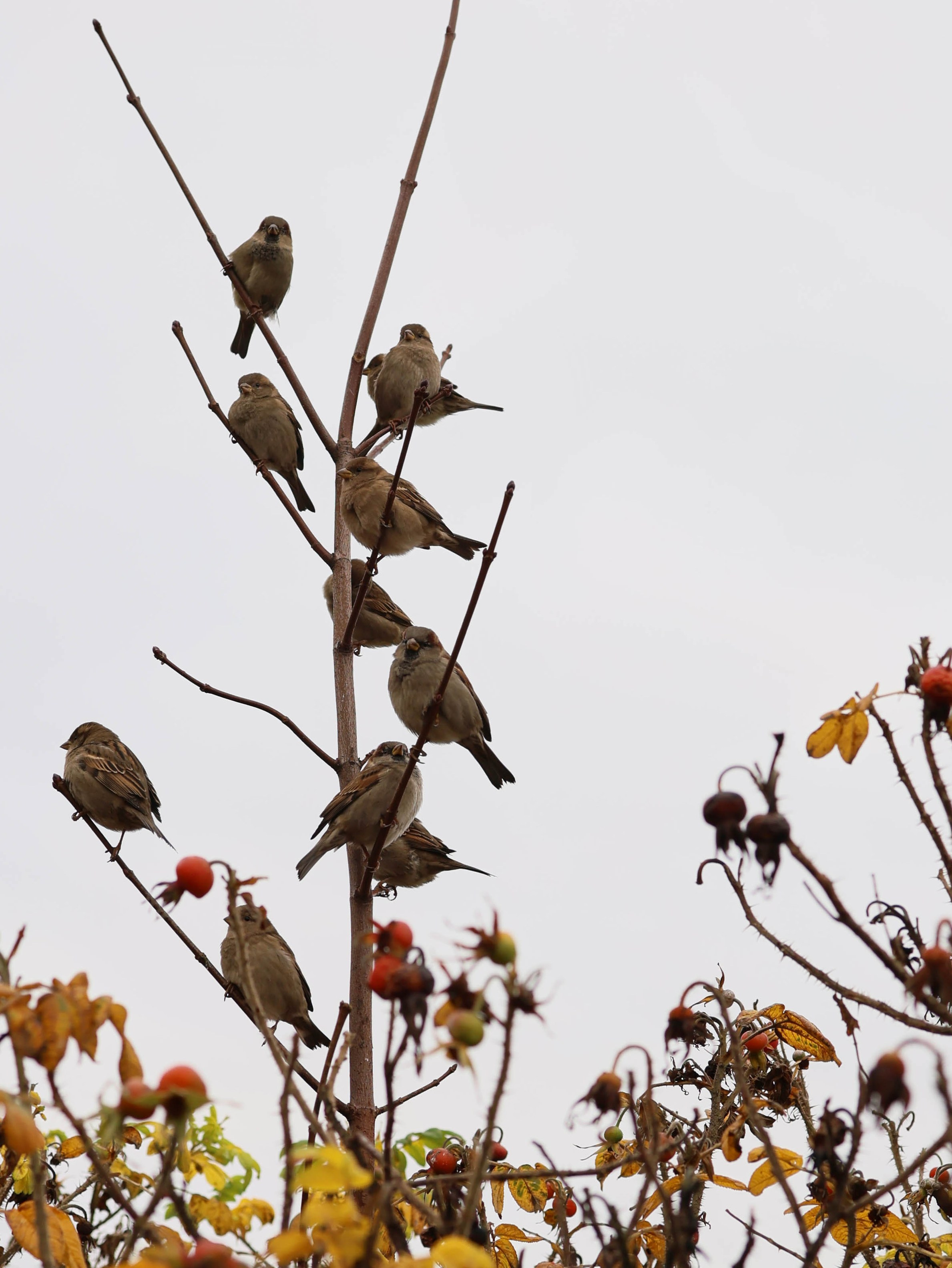 Даша и Алина. Индивидуальный и парный фотограф в Санкт-Петербурге Юлия Поротникова