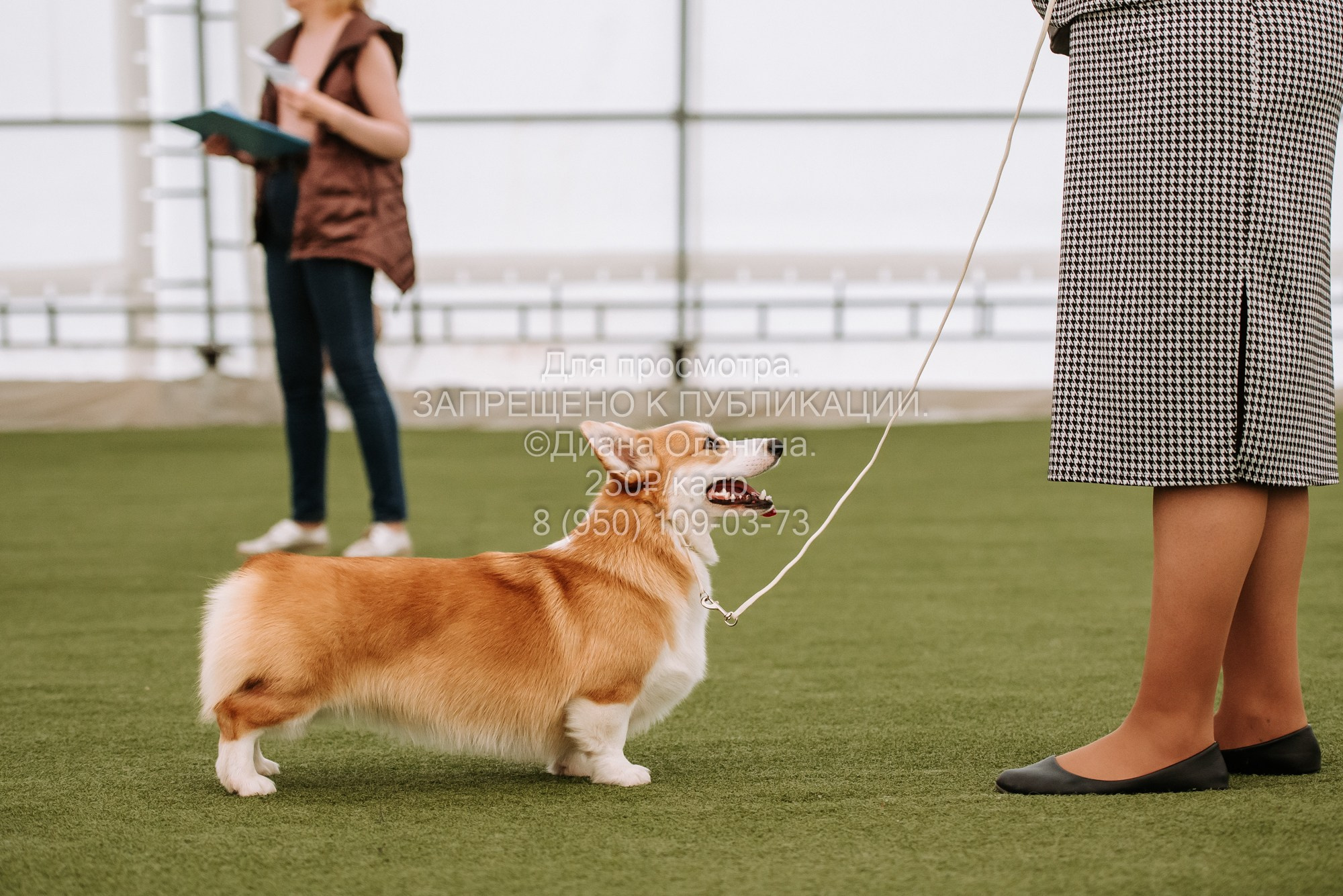 Выставка собак Красноярск 2.06. Фотограф Диана Оленина Красноярск / Братск