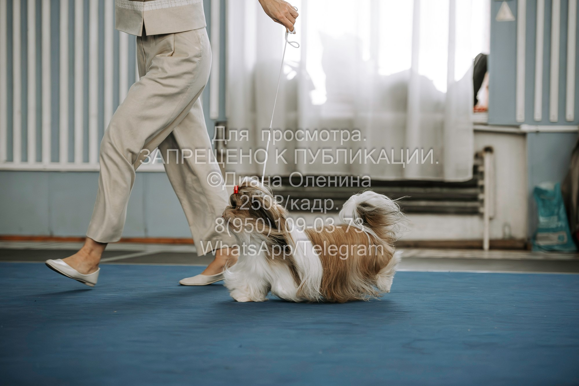 Выставка собак Красноярск 29.10.2023. Фотограф Диана Оленина Красноярск / Братск