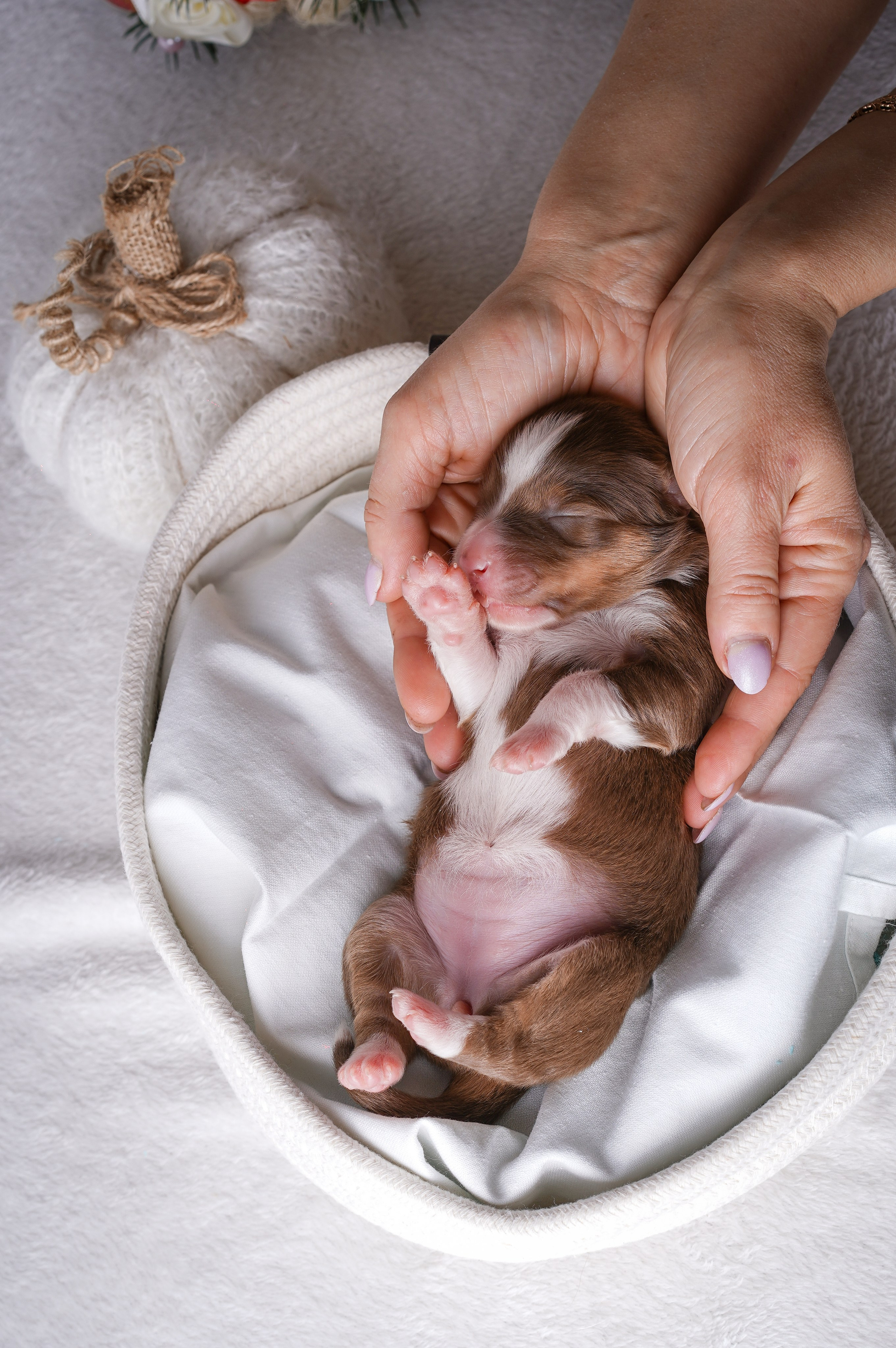 Щенули аусси. Фотограф-анималист в Санкт-Петербурге Яна Мартынова