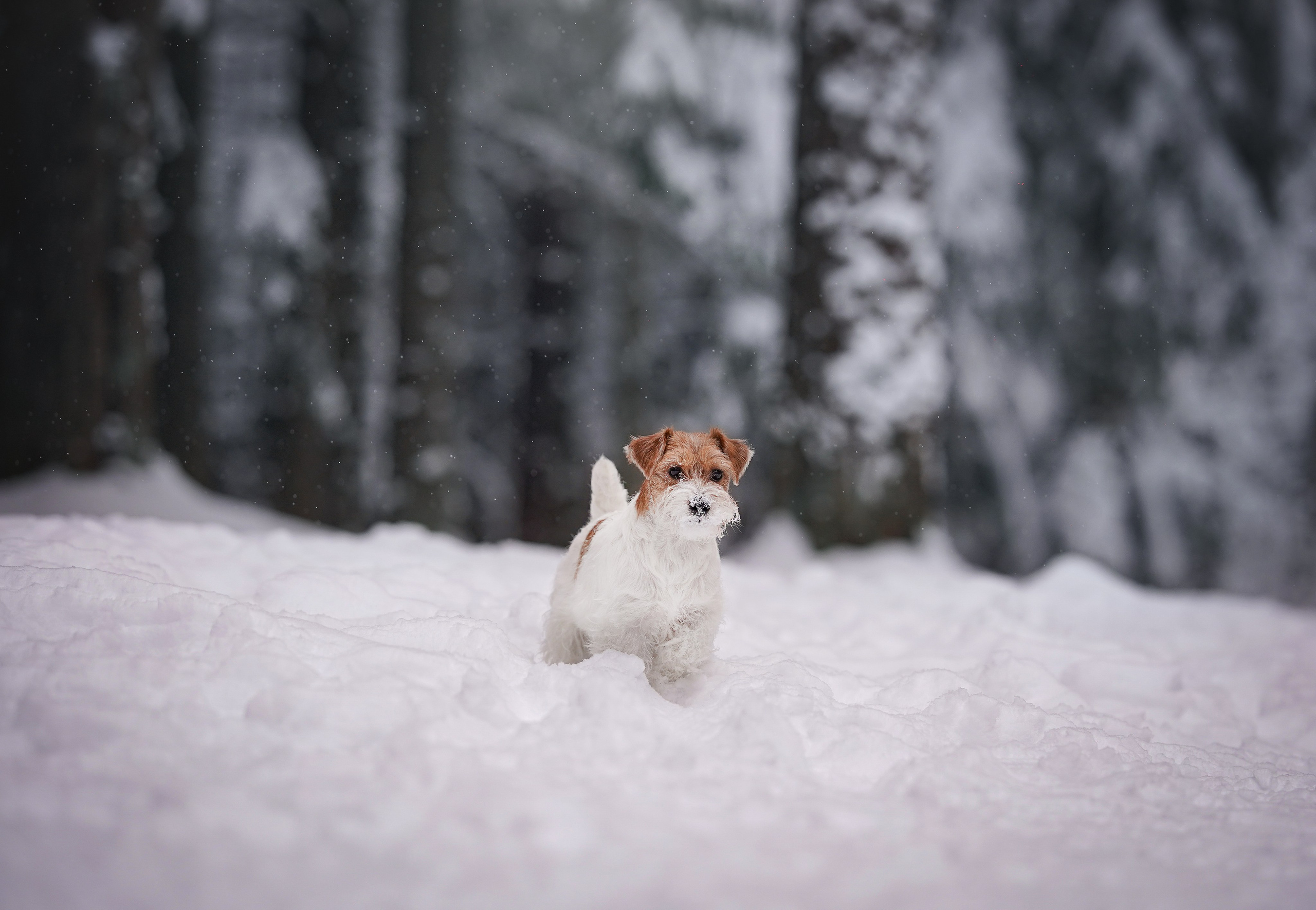 Люба и Тося. Фотограф-анималист в Санкт-Петербурге Яна Мартынова