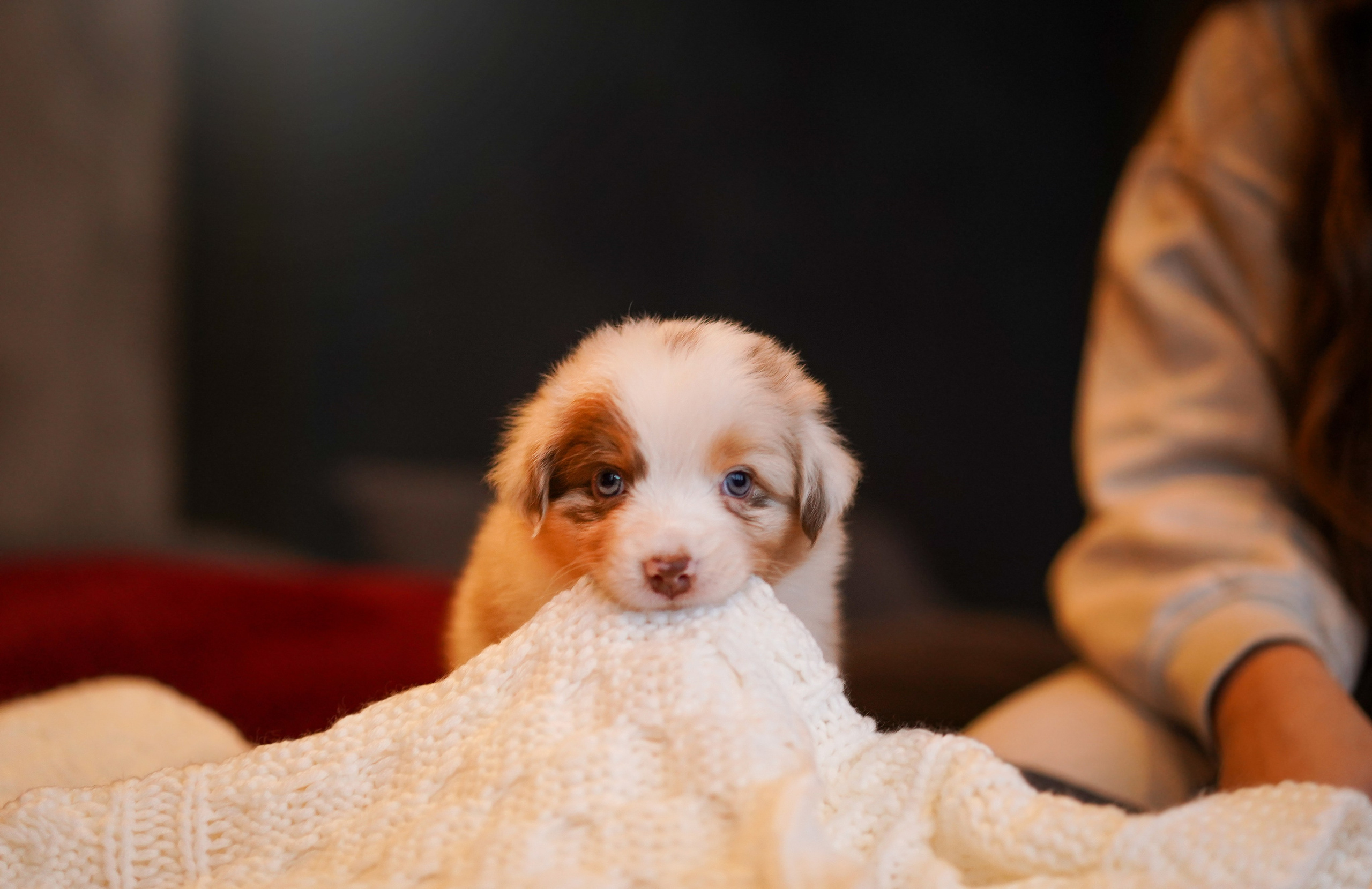 Щенки австралийской овчарки. Фотограф-анималист в Санкт-Петербурге Яна Мартынова