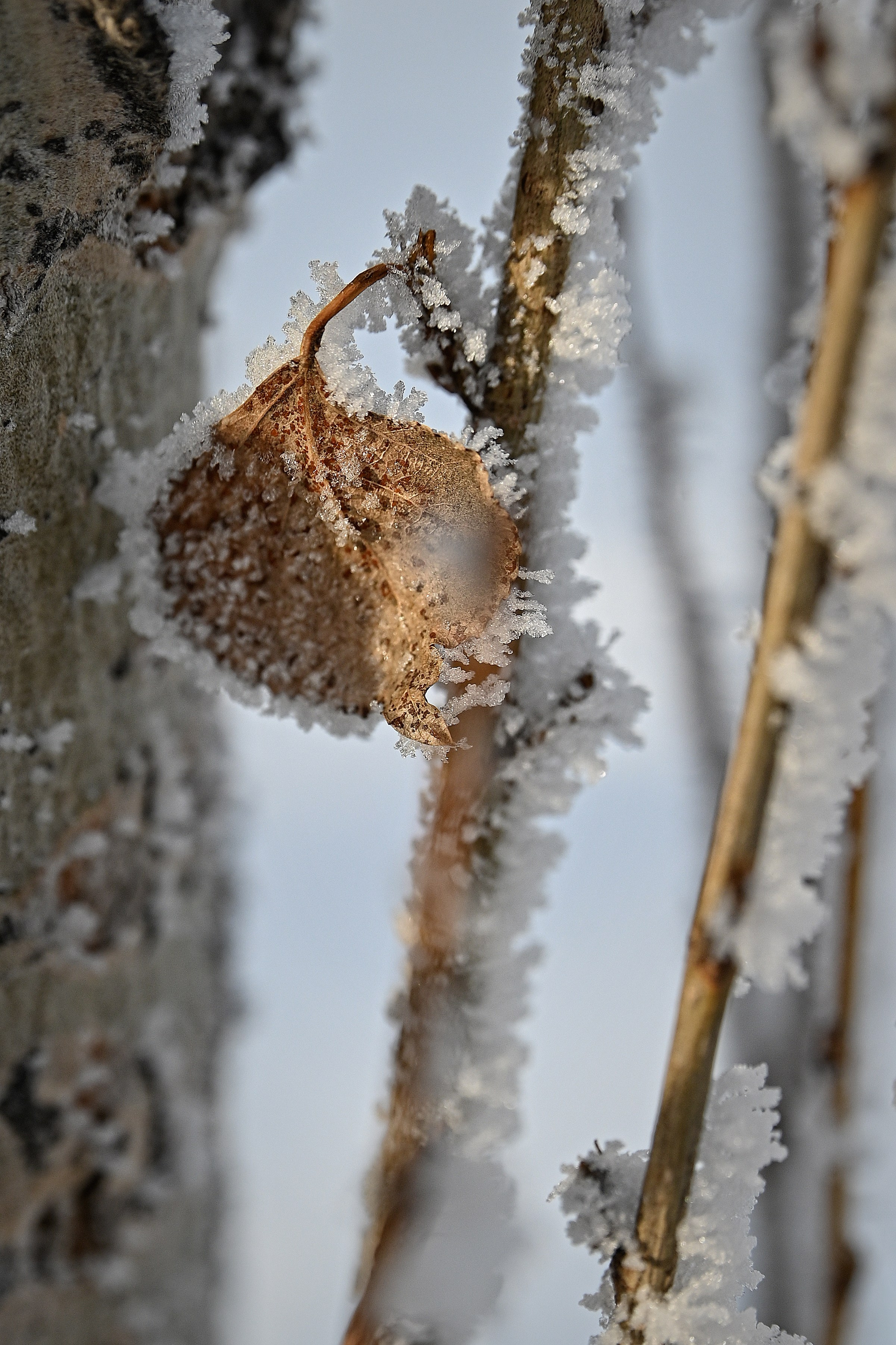 Сибирская зима прекрасна!. FotoGraf