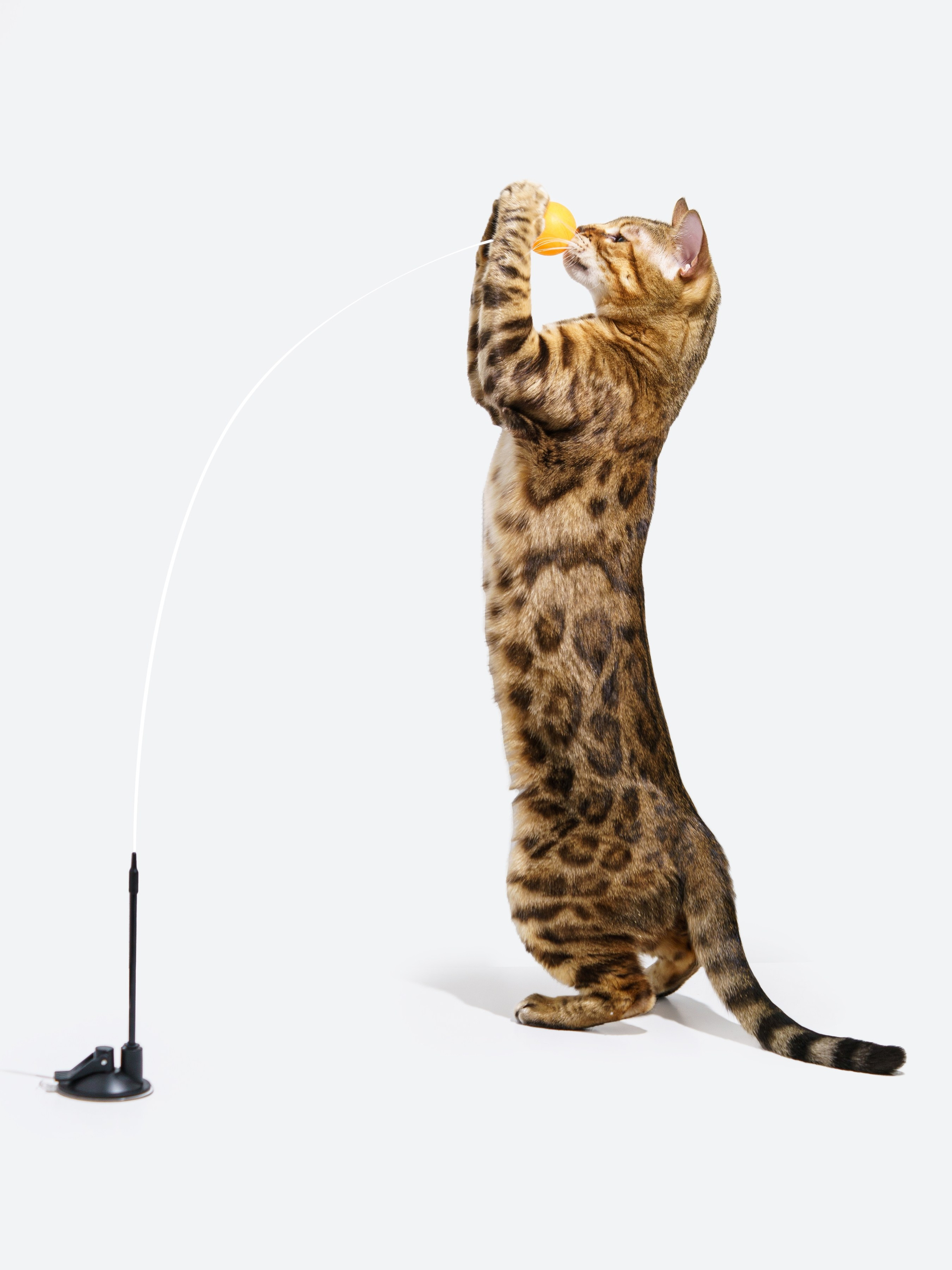 Съемки с животными. КЕД Студия-контент агентство полного цикла СПБ. Создаём фото, видео и контент, который помогает брендам и селлерам продавать больше