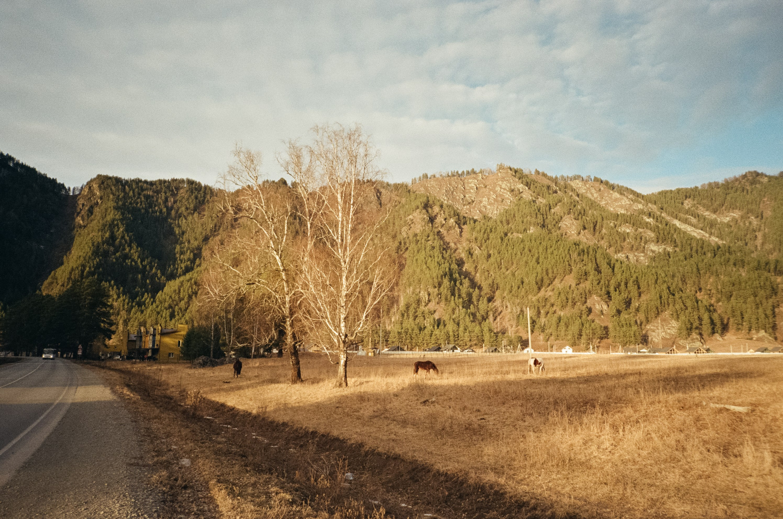 От Кызыл-Таша до Чемала. Техас, горы, поля и коровы. Фотограф-документалист Мария Осокина