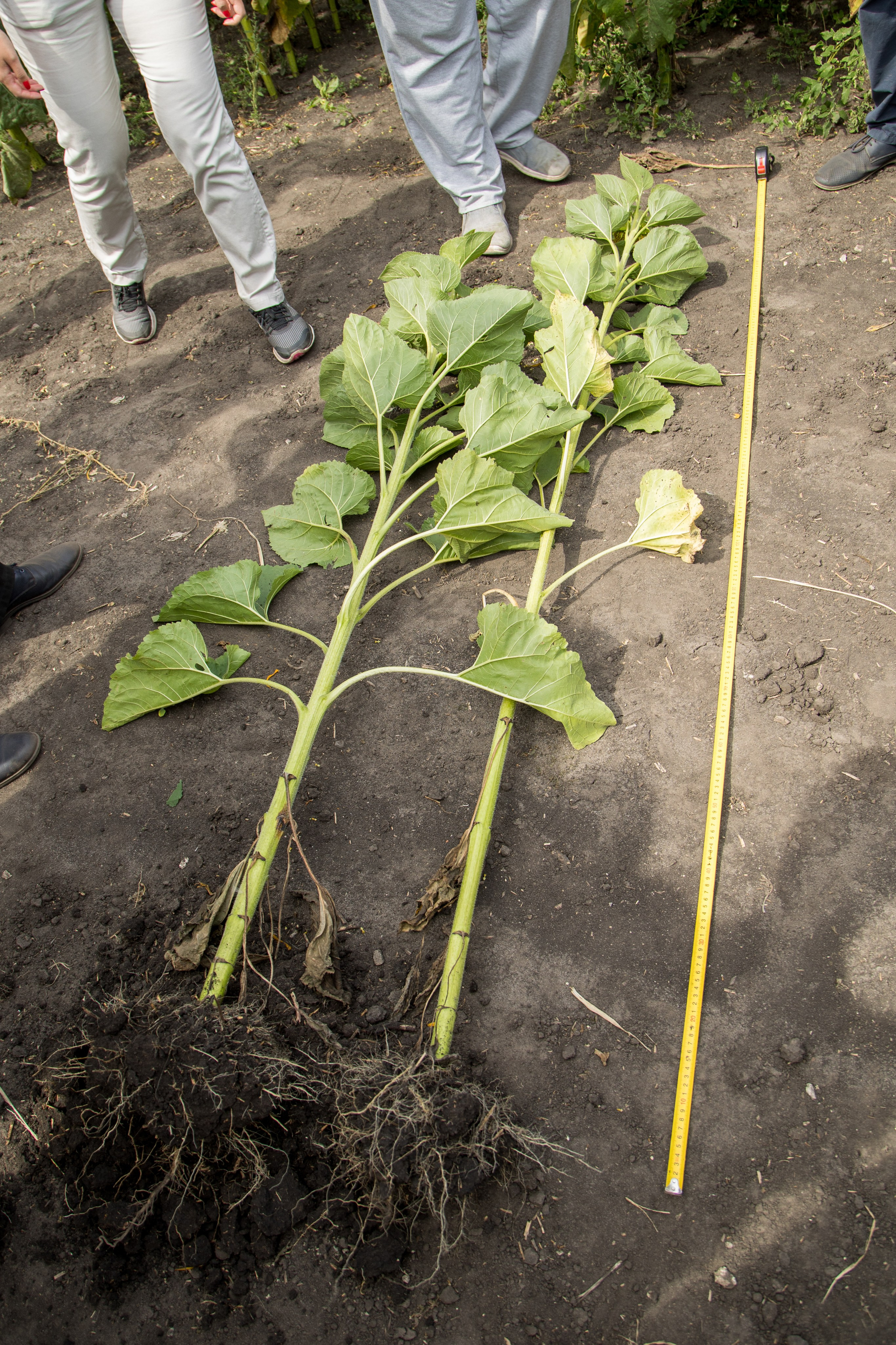 Решения для сельского хозяйства BASF 16.08.2022. Владислав Волков | Фотография и видеосъемка в Воронеже
