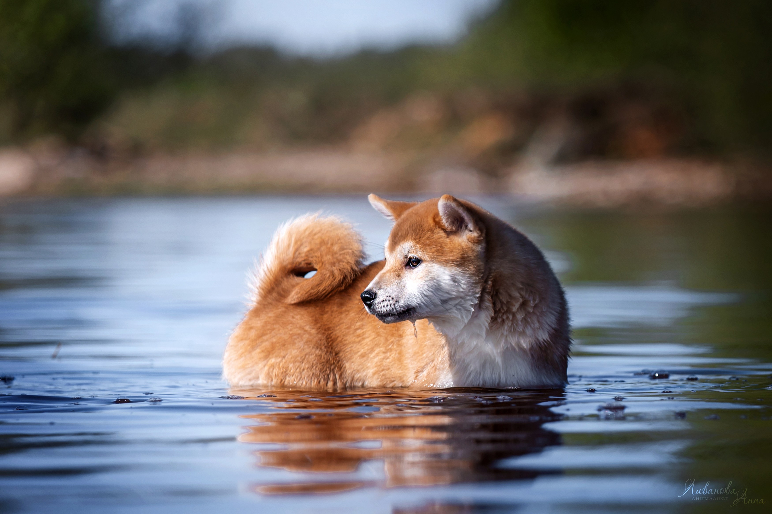 Сиба. Фотограф анималист Аня Ливанова | Рыбинск