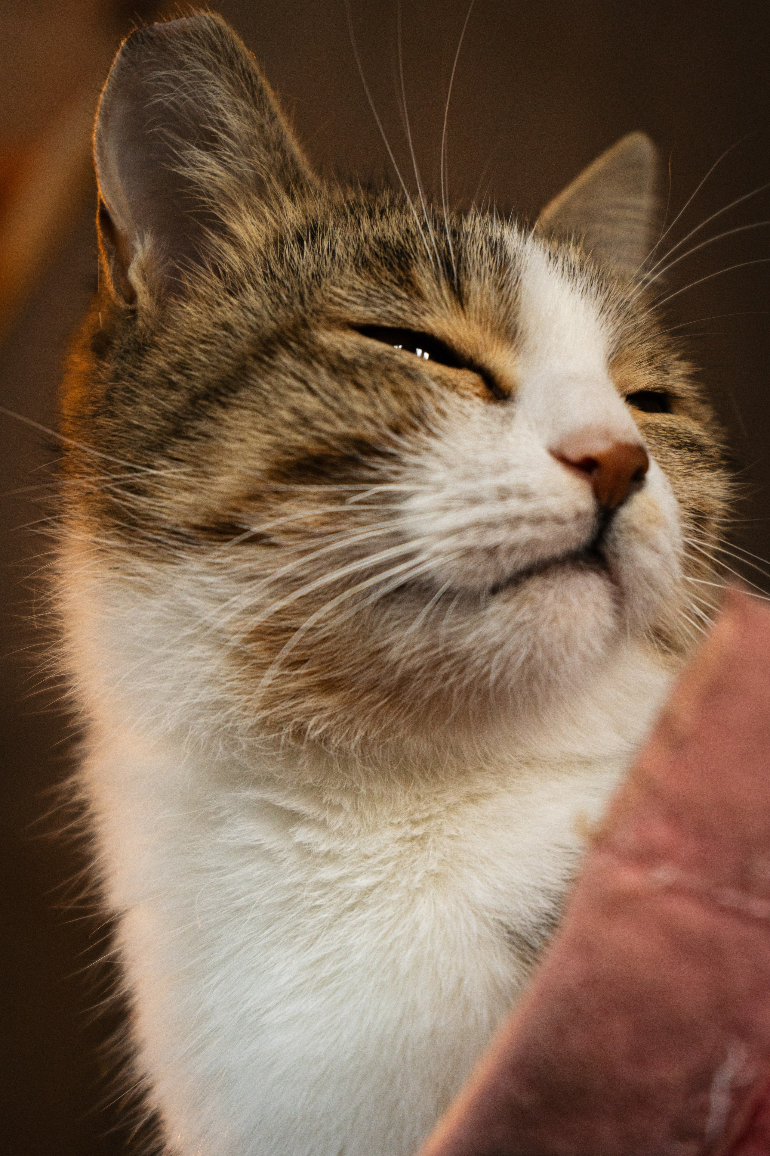 Pets. Makaroshkassirom — photographer in Minsk