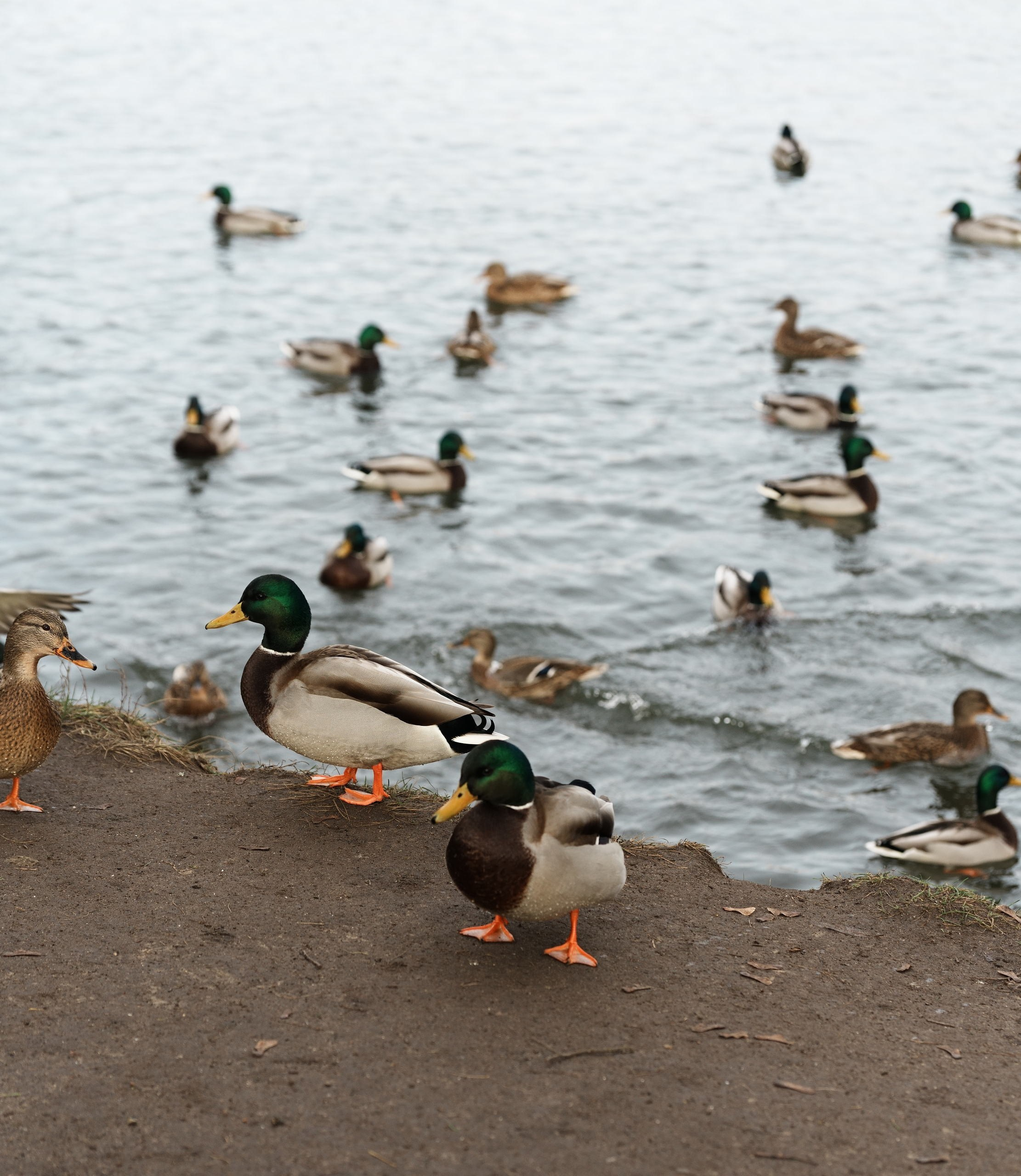 Остафьевская усадьба. Федор Ратчин — фотограф