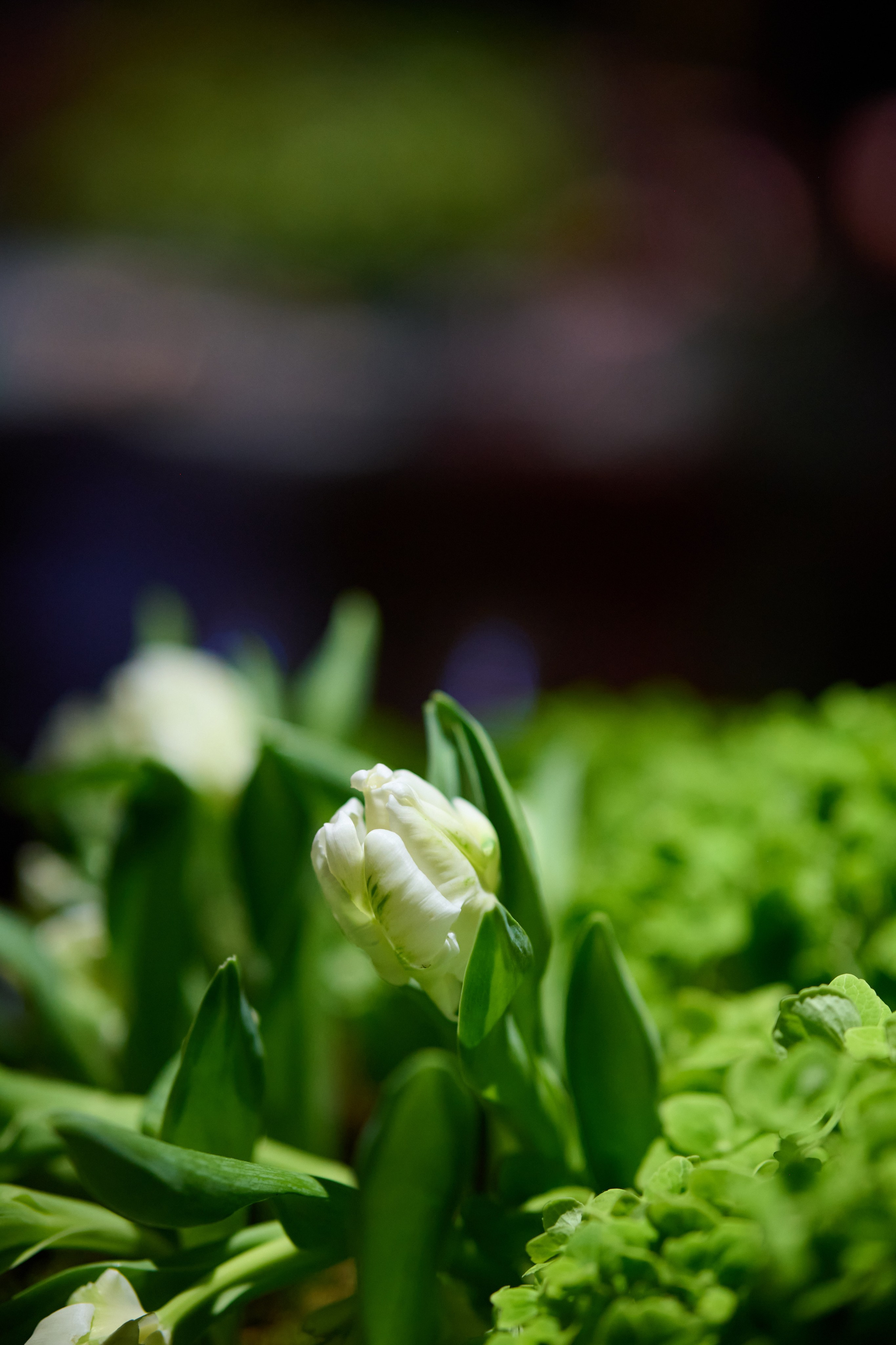 Весна. Репортажный фотограф в Москве и Санкт-Петербурге — Профессиональная съёмка мероприятий | Данила Золкин