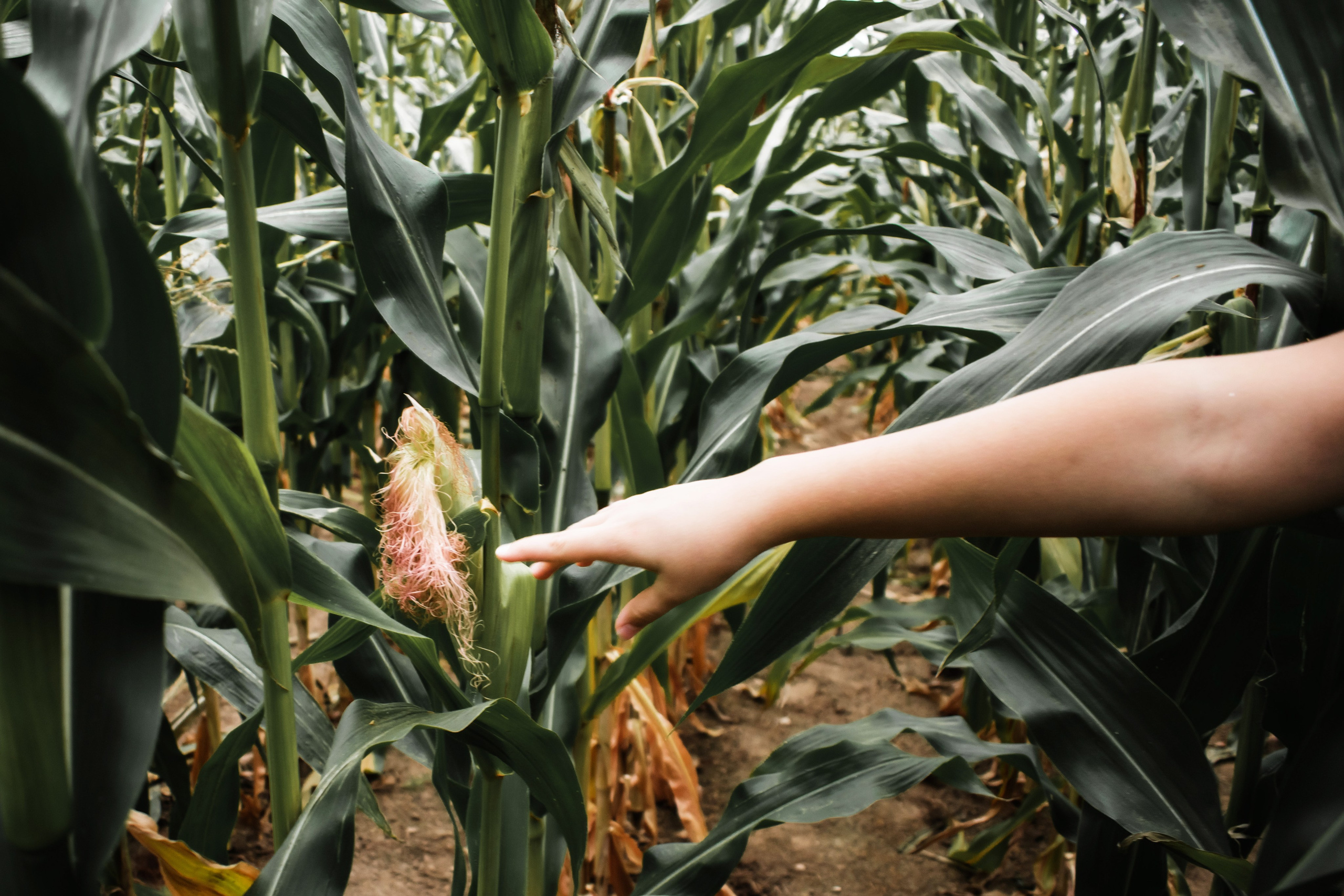 Кукурузный эльф. Детский и семейный фотограф в Волоколамске Ирина Шарова