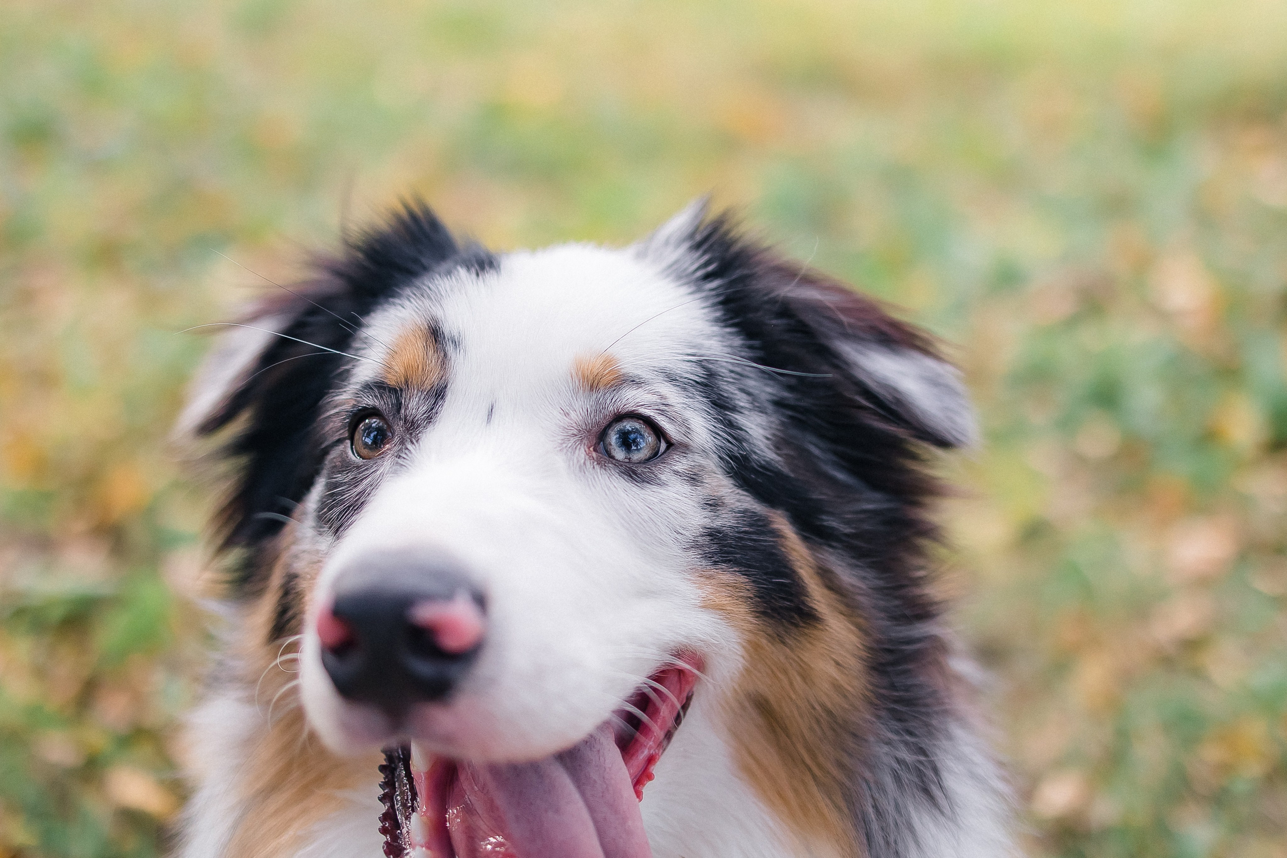Аусси Дэймон. Свадебный и женский фотограф