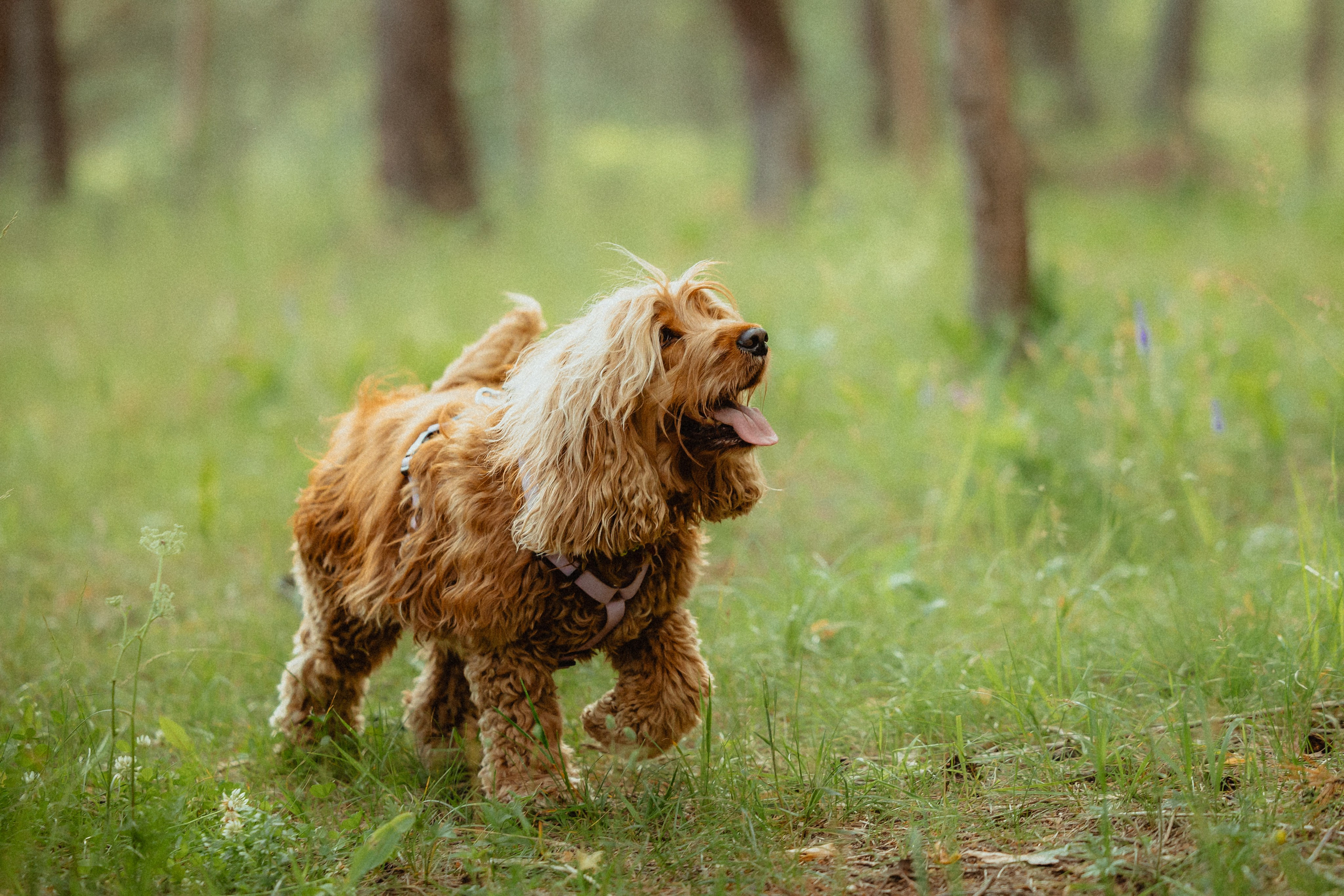 Выездной дог-тренинг от школы «Шерсть имею»