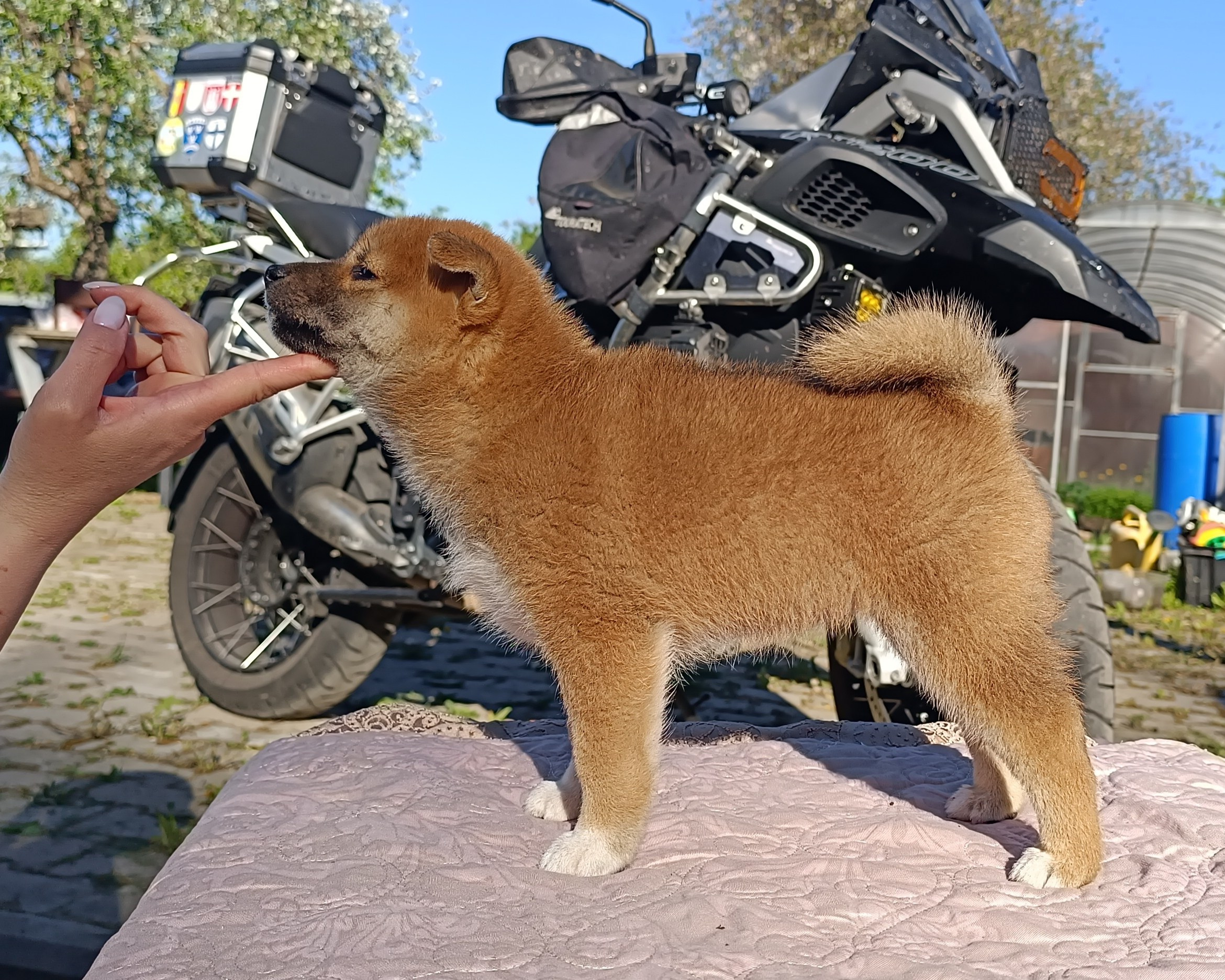 Сиба Rubylight Fumiko питомник Рубилайт