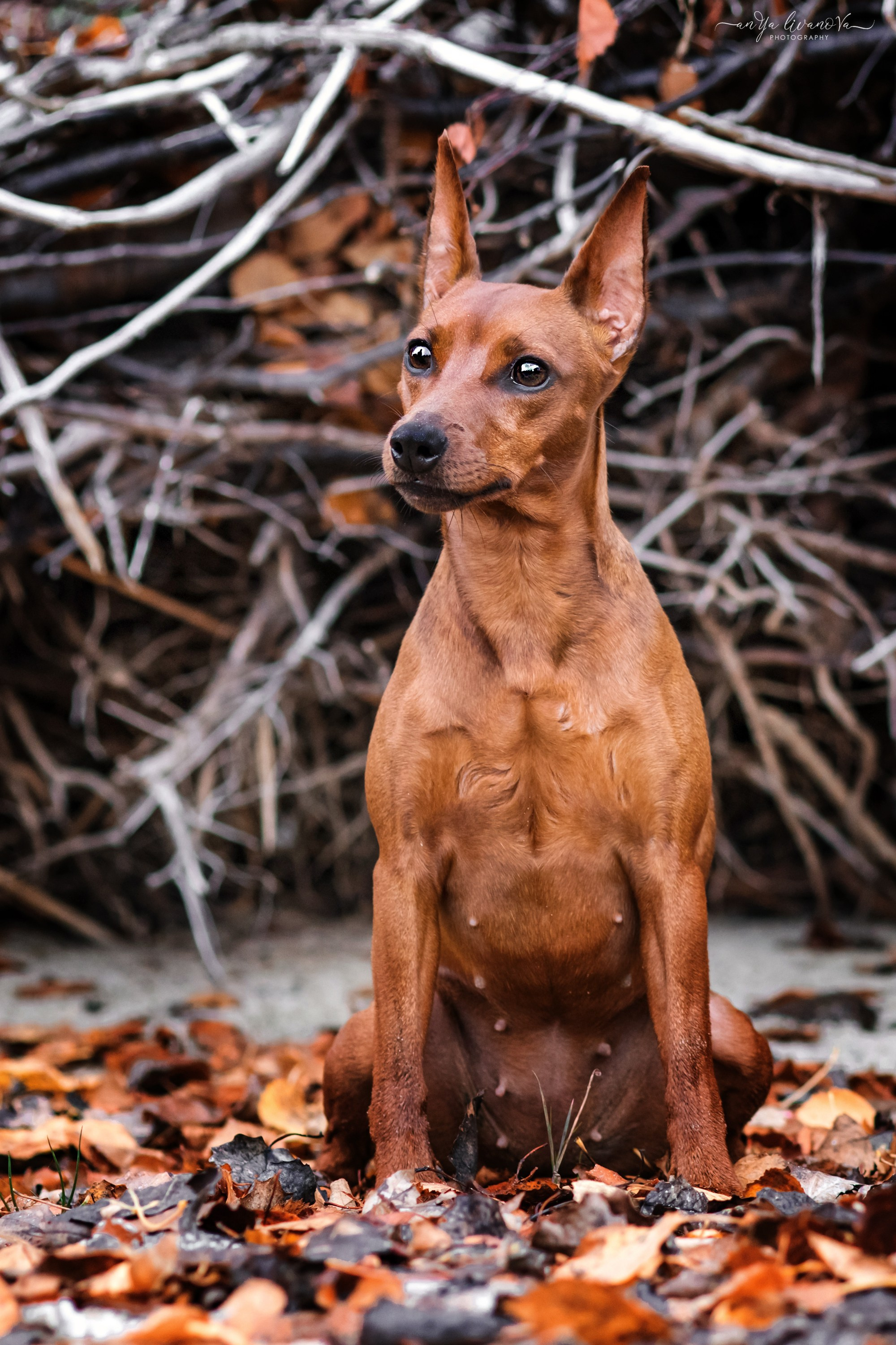 Киви на берегу. Фотограф анималист Аня Ливанова | Рыбинск