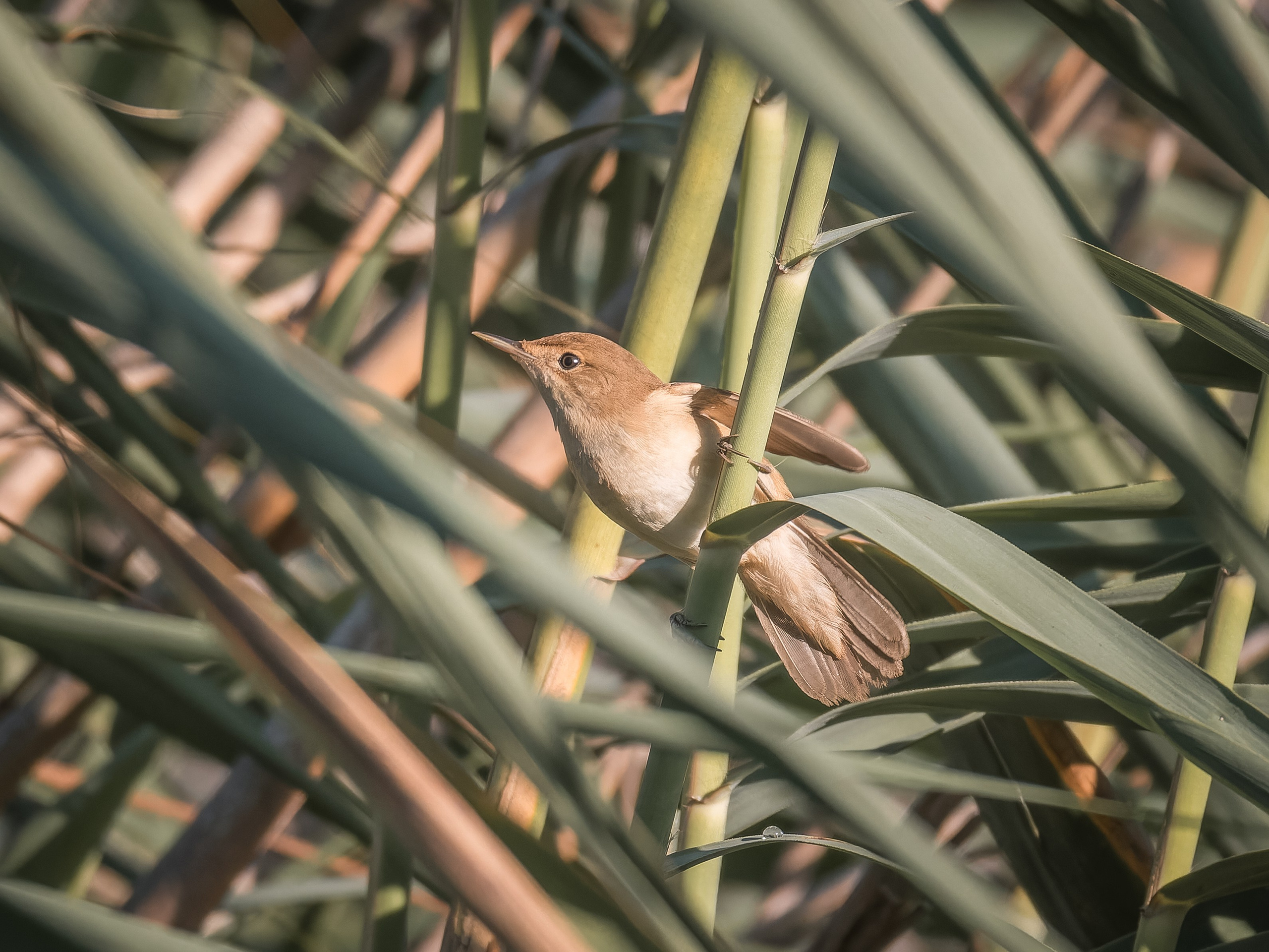 Cyprus 2023. Anton Chernov | Wildlife photographer