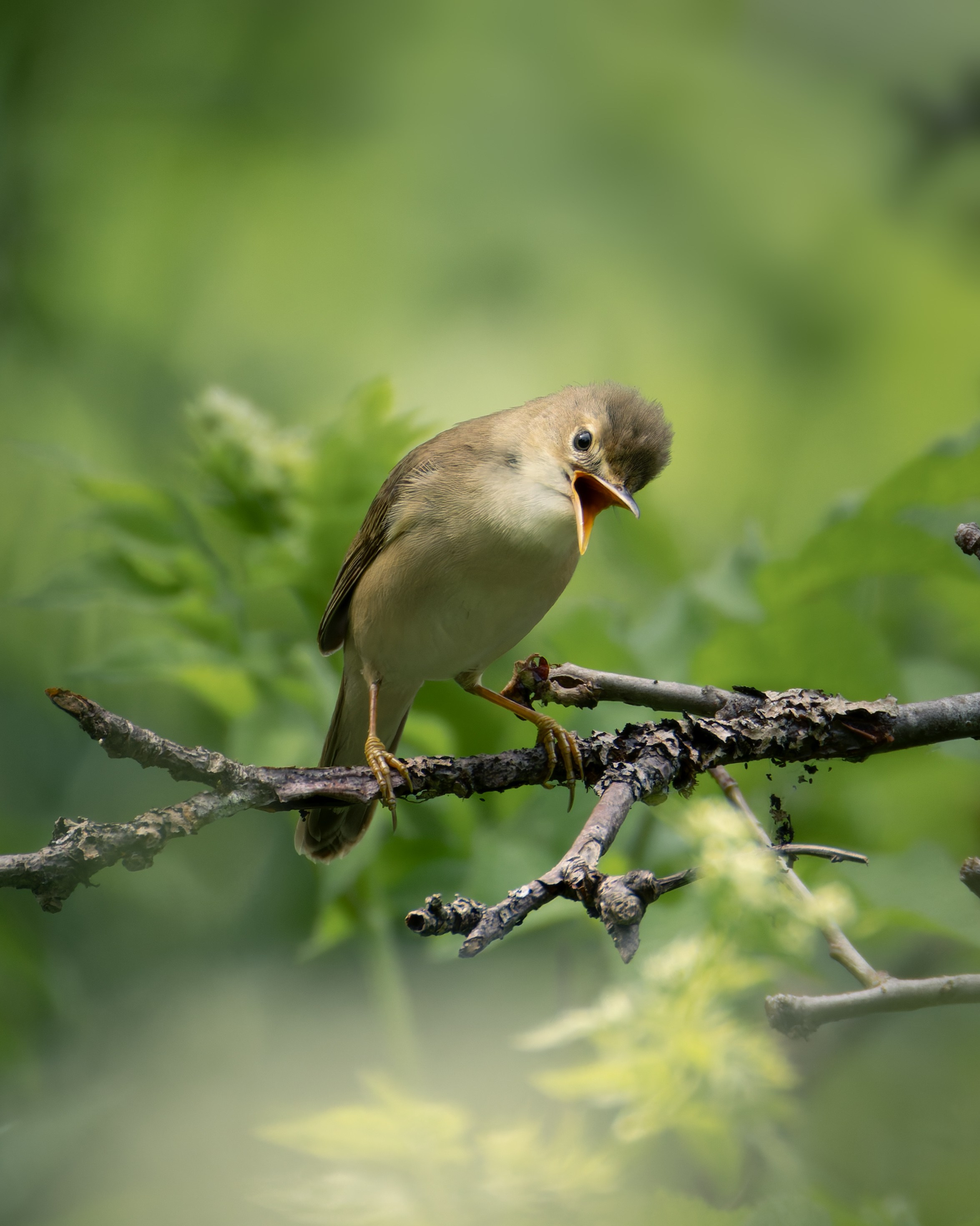 Smolensk 2025. Anton Chernov | Wildlife photographer