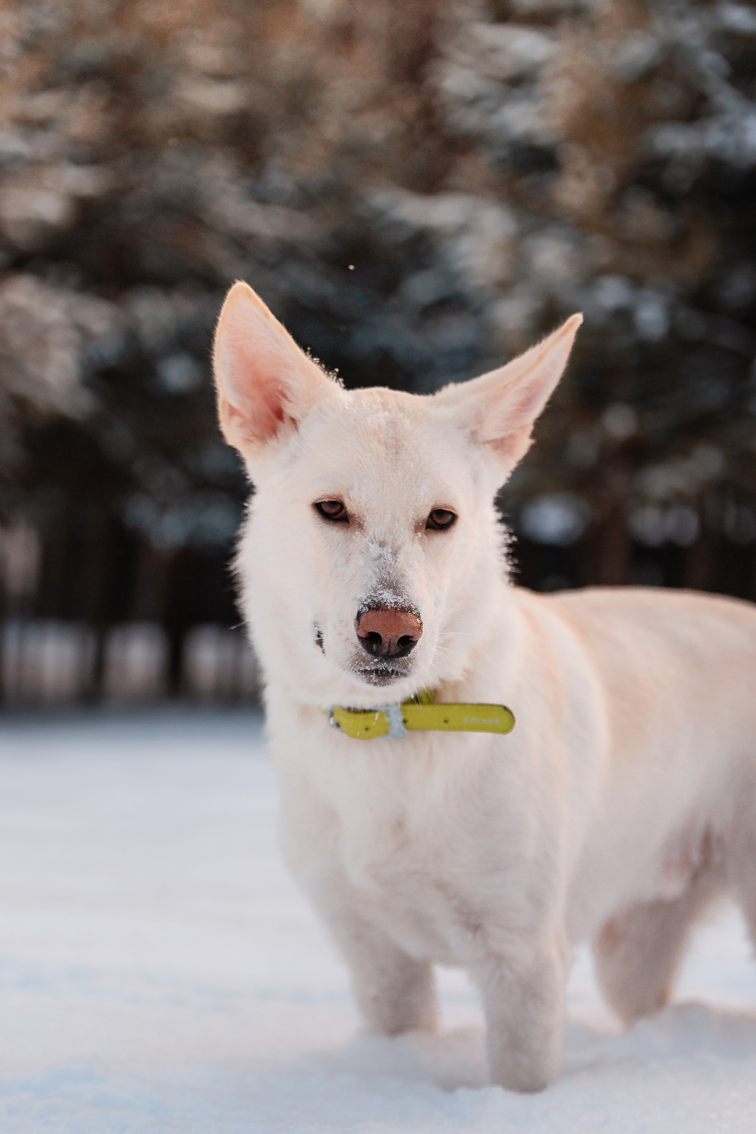 Татьяна, Михаил, Шелли и Лаки. Фотограф-анималист Анастасия Парфенова|Екатеринбург