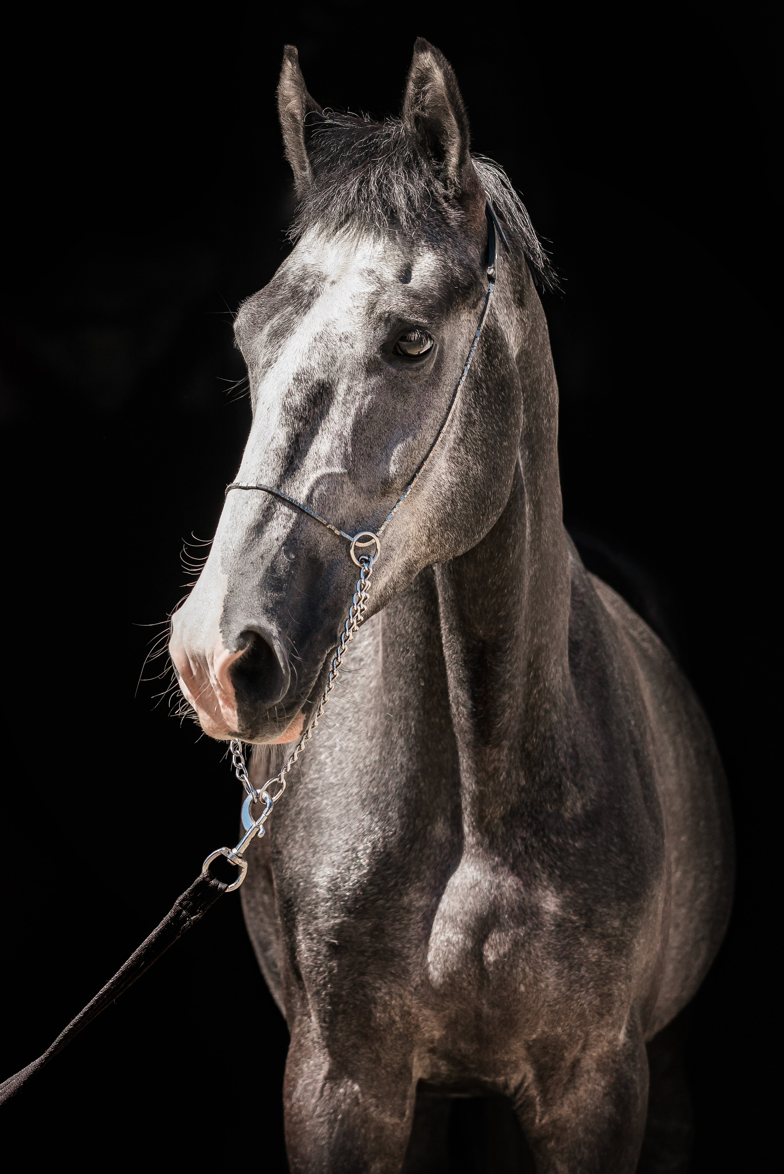 Волхов. Куракина Дарья • Конный фотограф