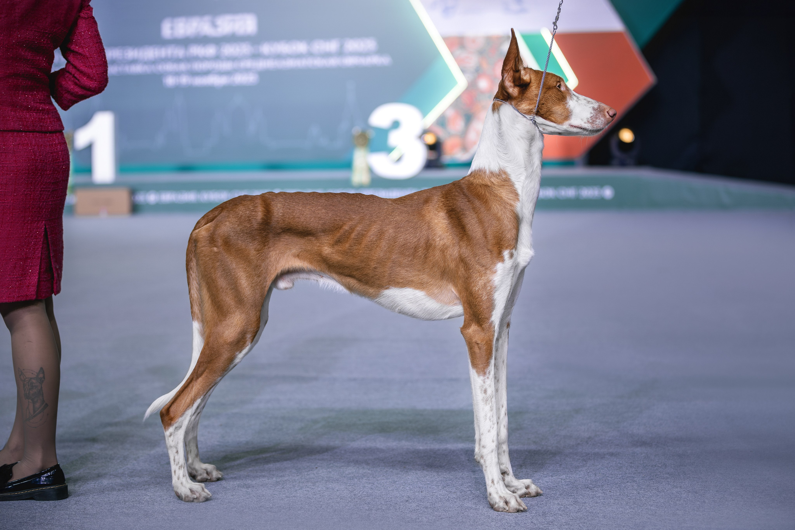 Выставки. Фотограф анималист в Москве Майорова Евгения