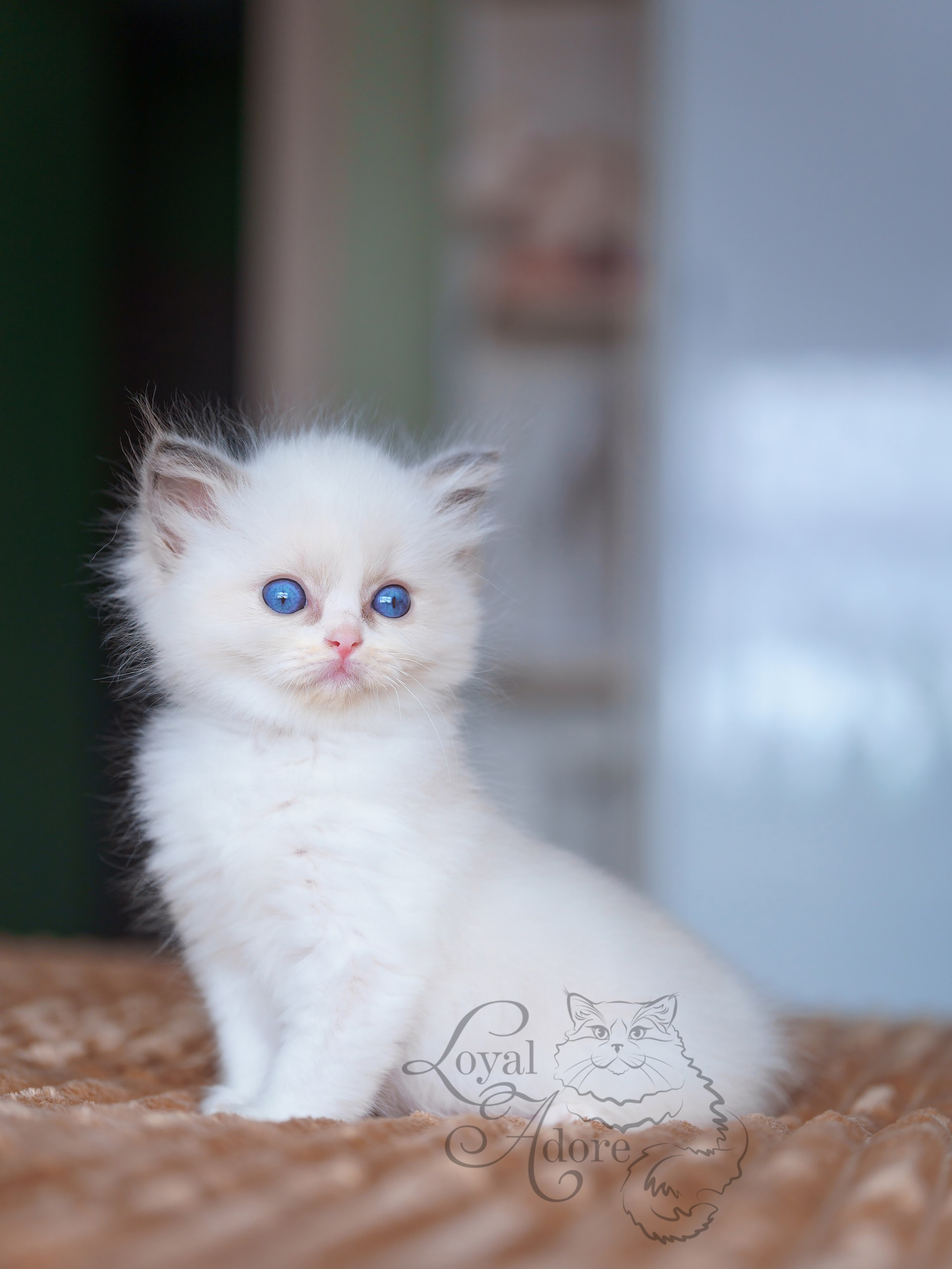 Котята рэгдолл от Loyal Adore. Питомник рэгдолл Loyal Adore